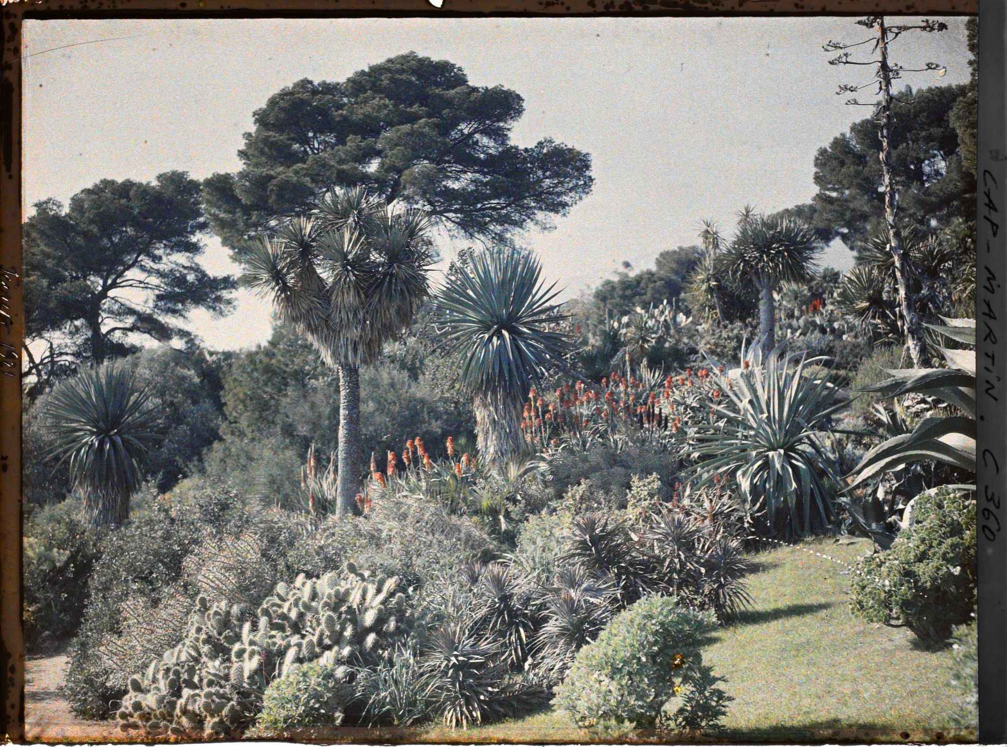 Image représentant Palmiers et cactées dans le jardin