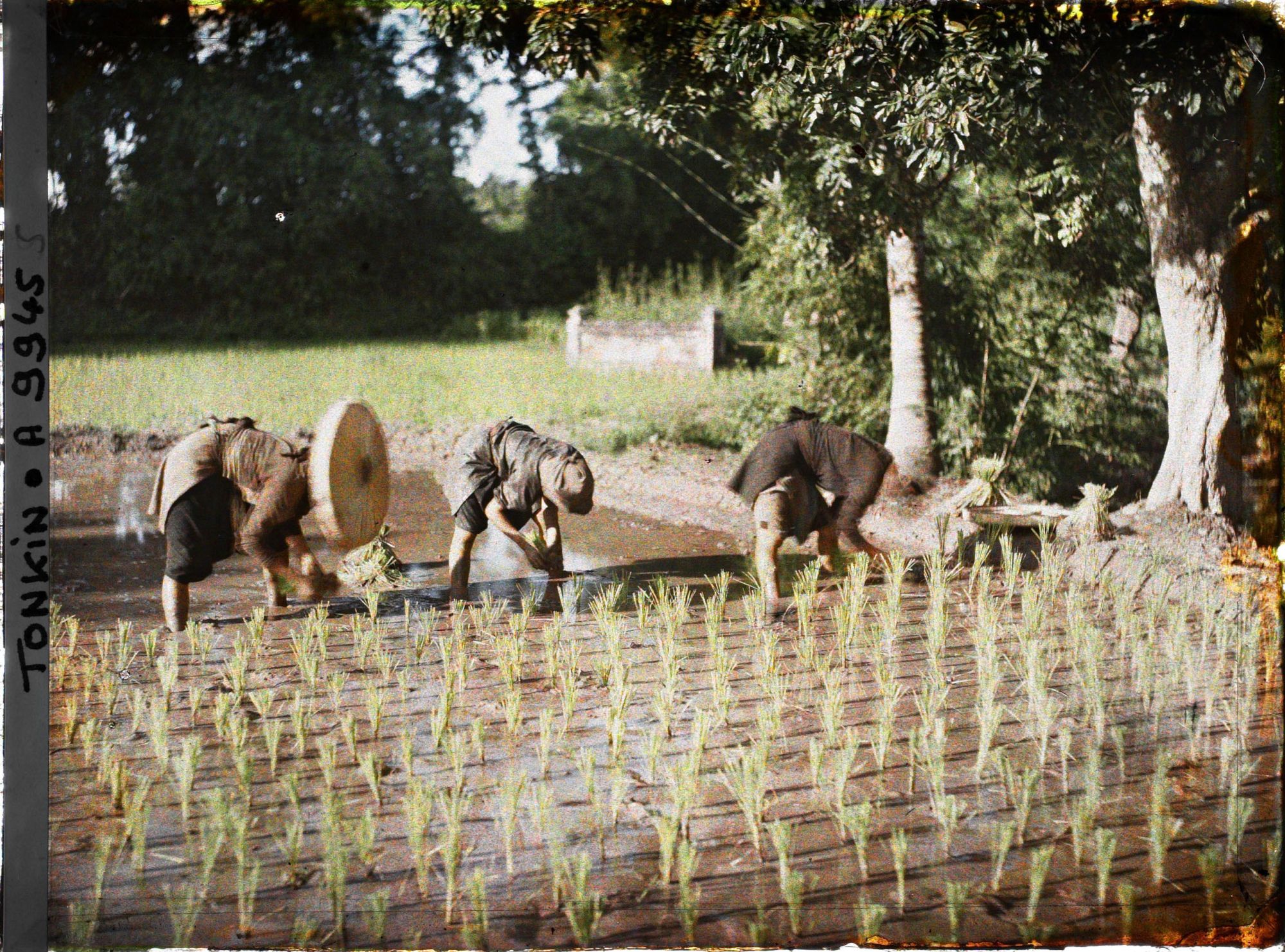 Image représentant Le repiquage du riz pour la récolte de novembre