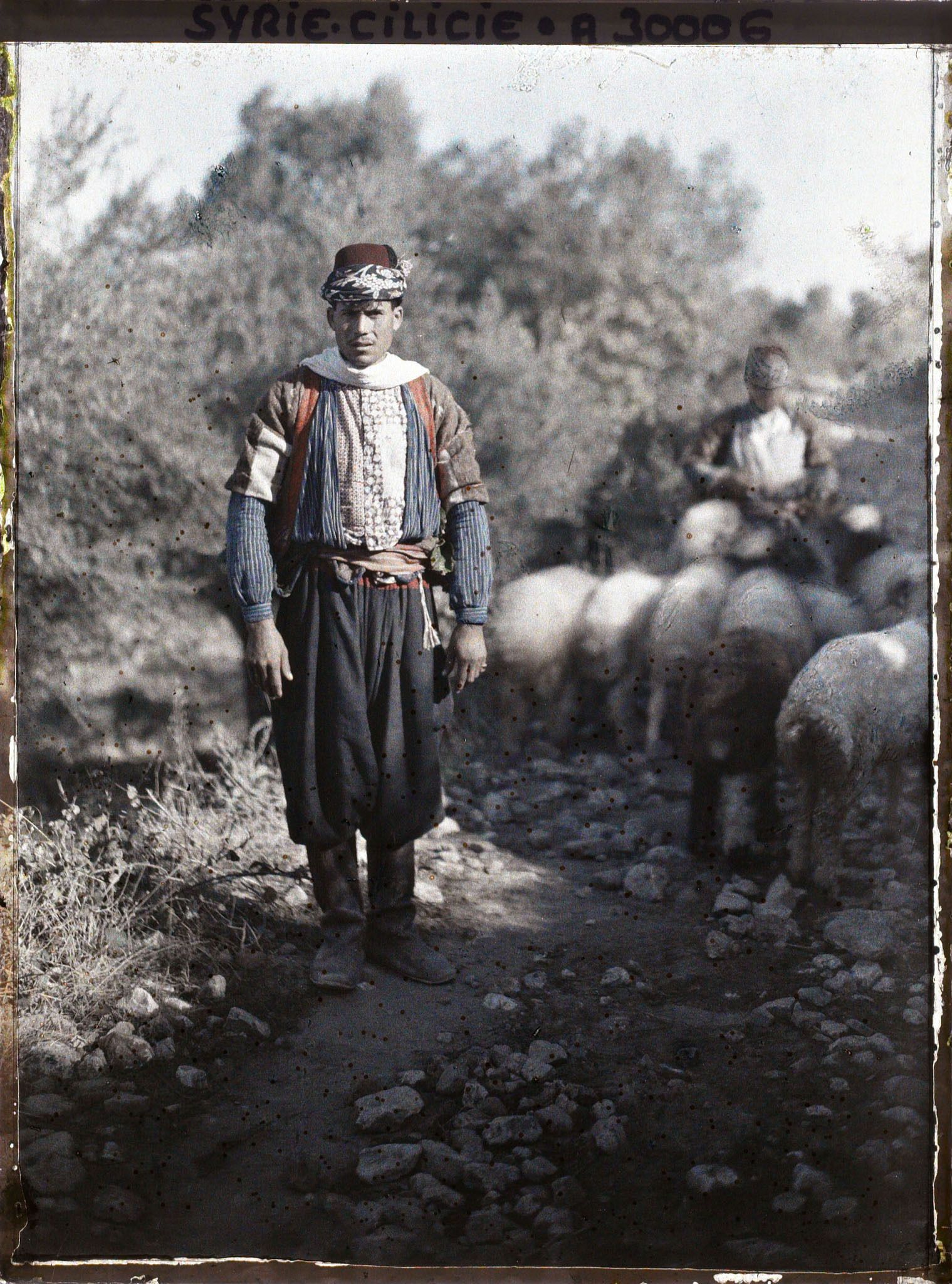 Image représentant Berger turc ou alawite