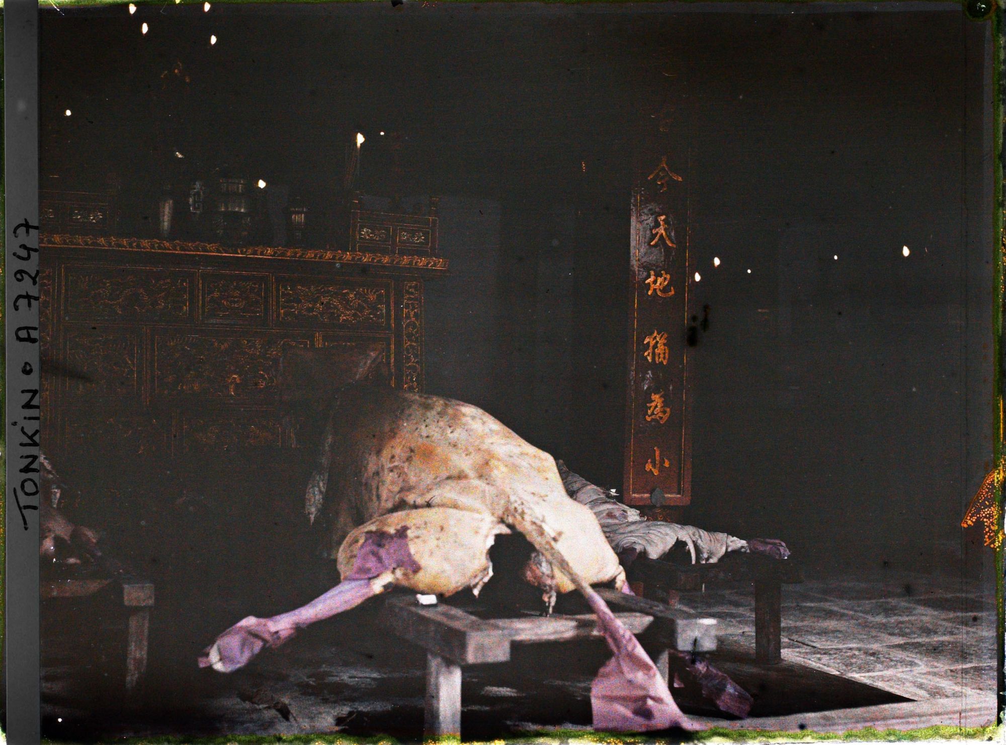 Image représentant La carcasse d'un buffle exposé devant l'autel lors d'un sacrifice au Van-mieu