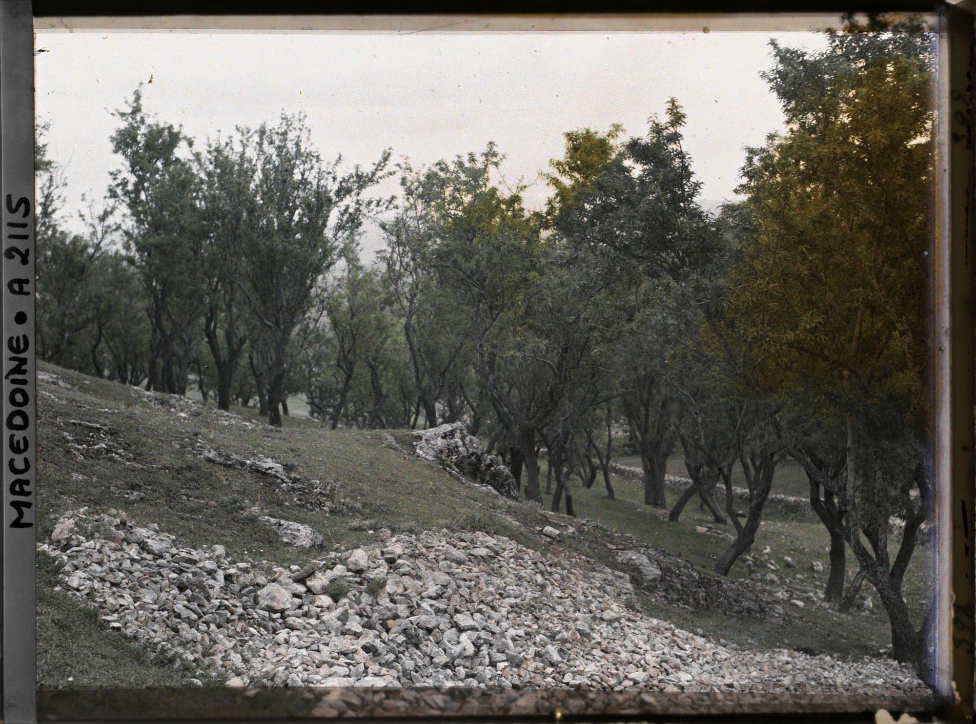 Image représentant Amandiers sur le sol calcaire de la vieille forteresse