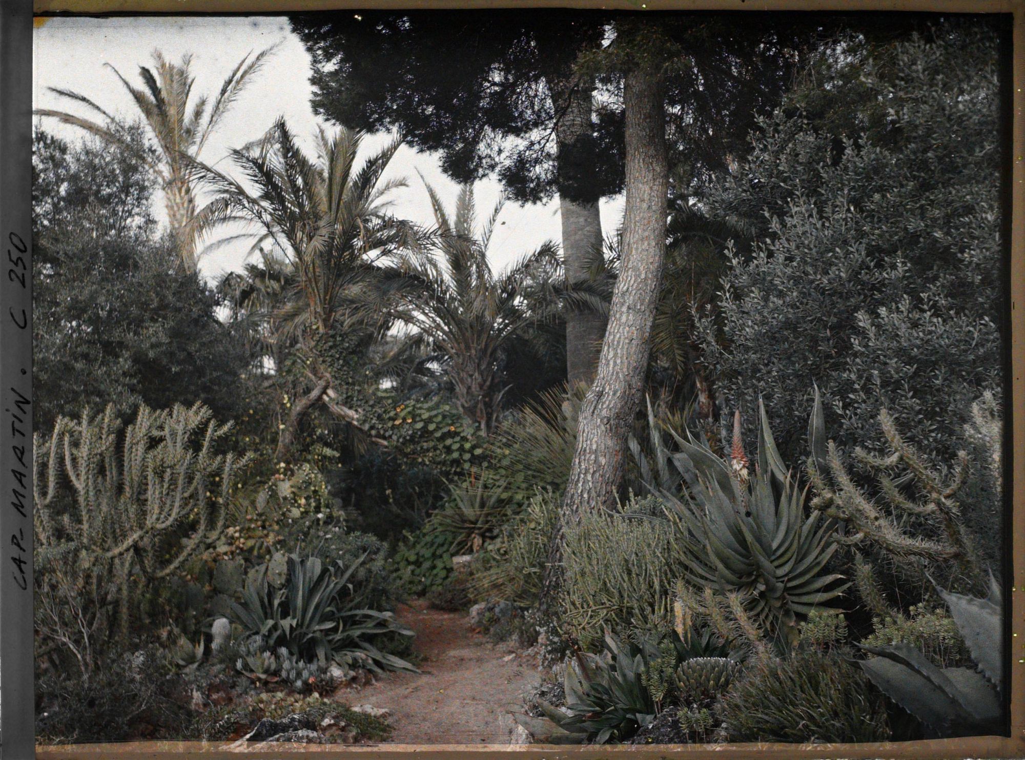 Image représentant Cap-Martin - Le Jardin