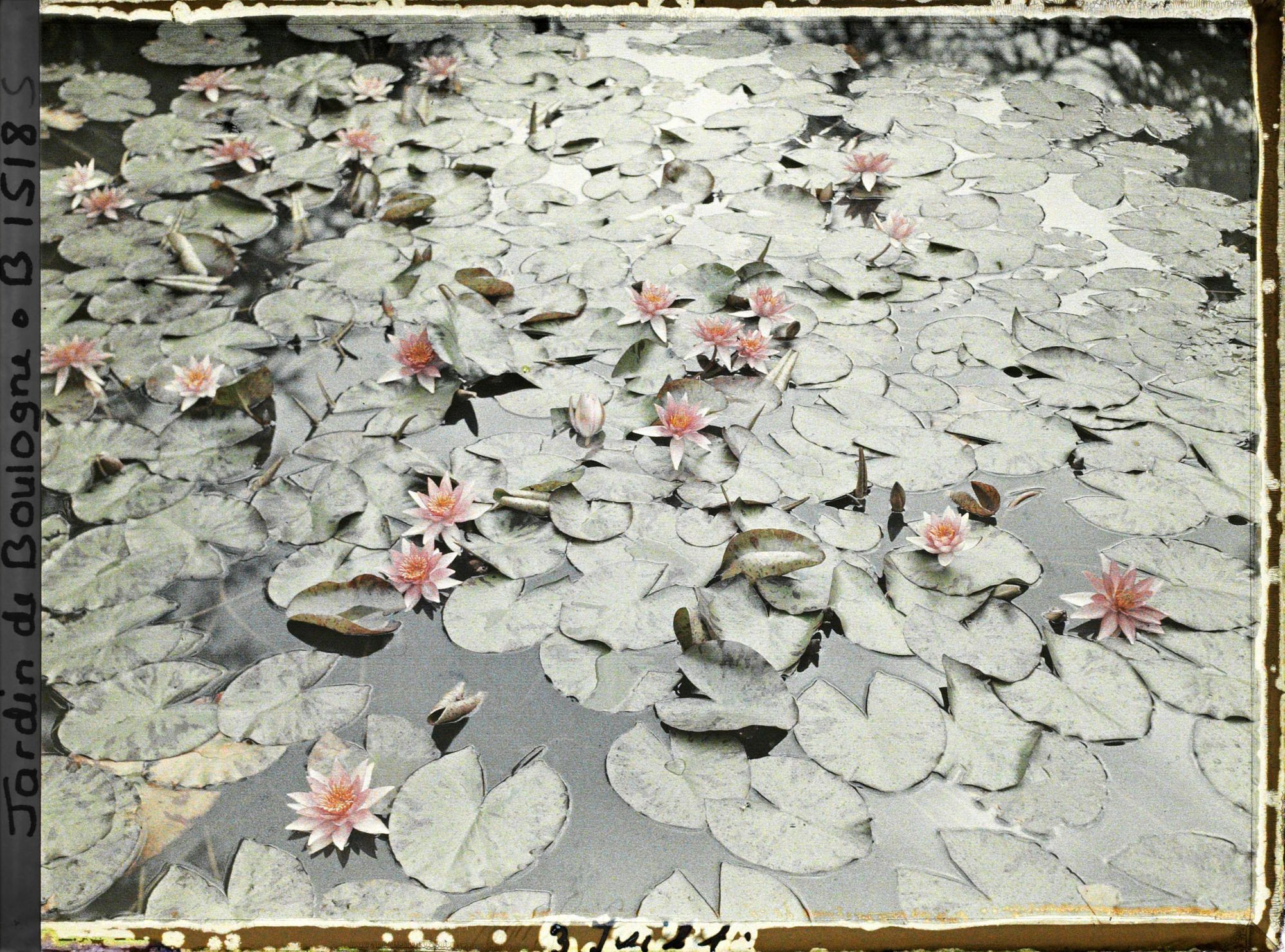 Image représentant Nénuphars roses