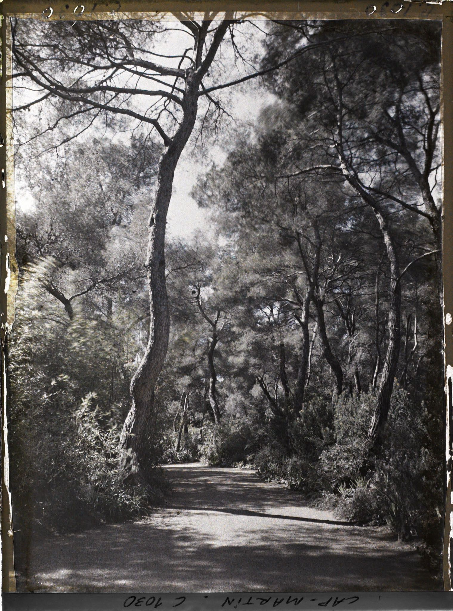 Image représentant Le Jardin, Grande allée