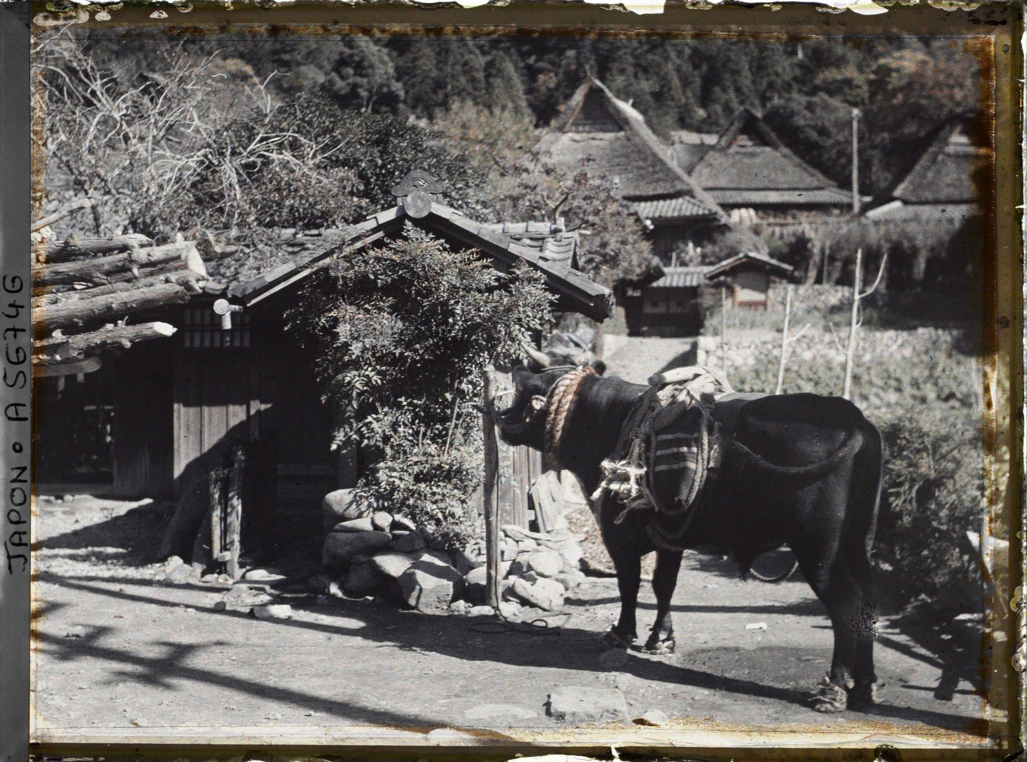 Image représentant Bœuf d'attelage dans le village