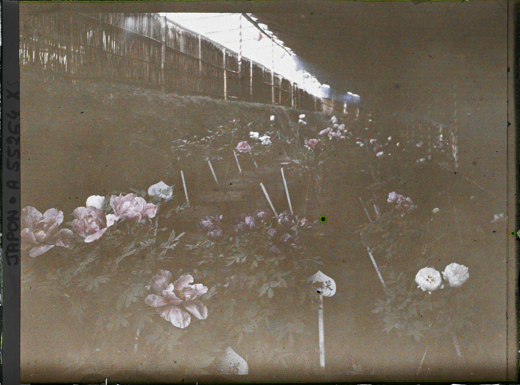Image représentant Chez la famille Toganasa (Tokugawa ?), collection de pivoines