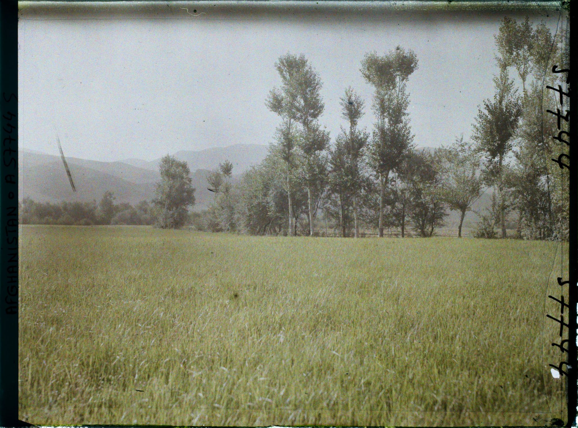 Image représentant Afghanistan, Shah-Abad, Champ de blé