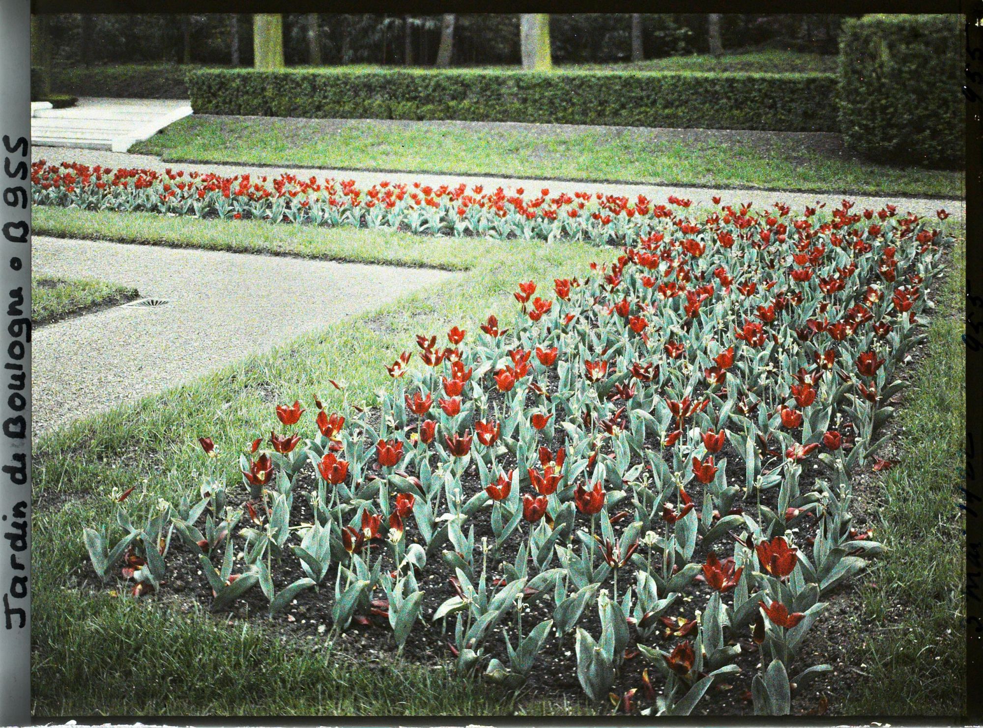 Image représentant Parterre sud-ouest du jardin français, fleuri de tulipes rouges