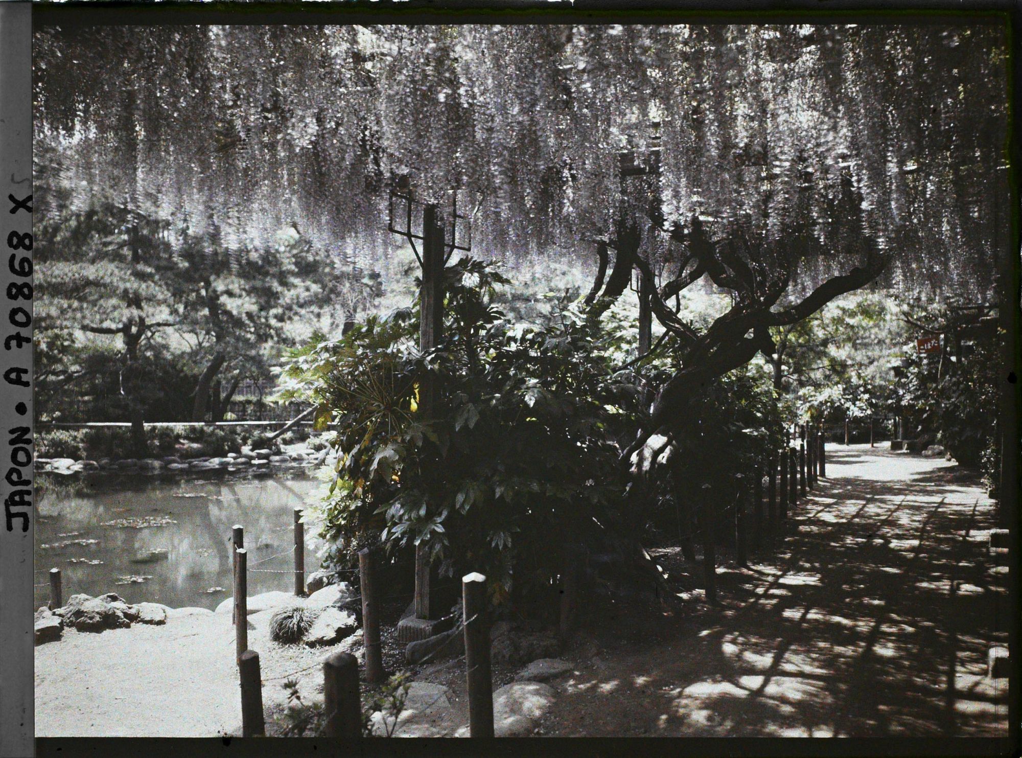 Image représentant Hibiya-koen (parc de Hibiya) : glycines au bord de l'étang Shinkei