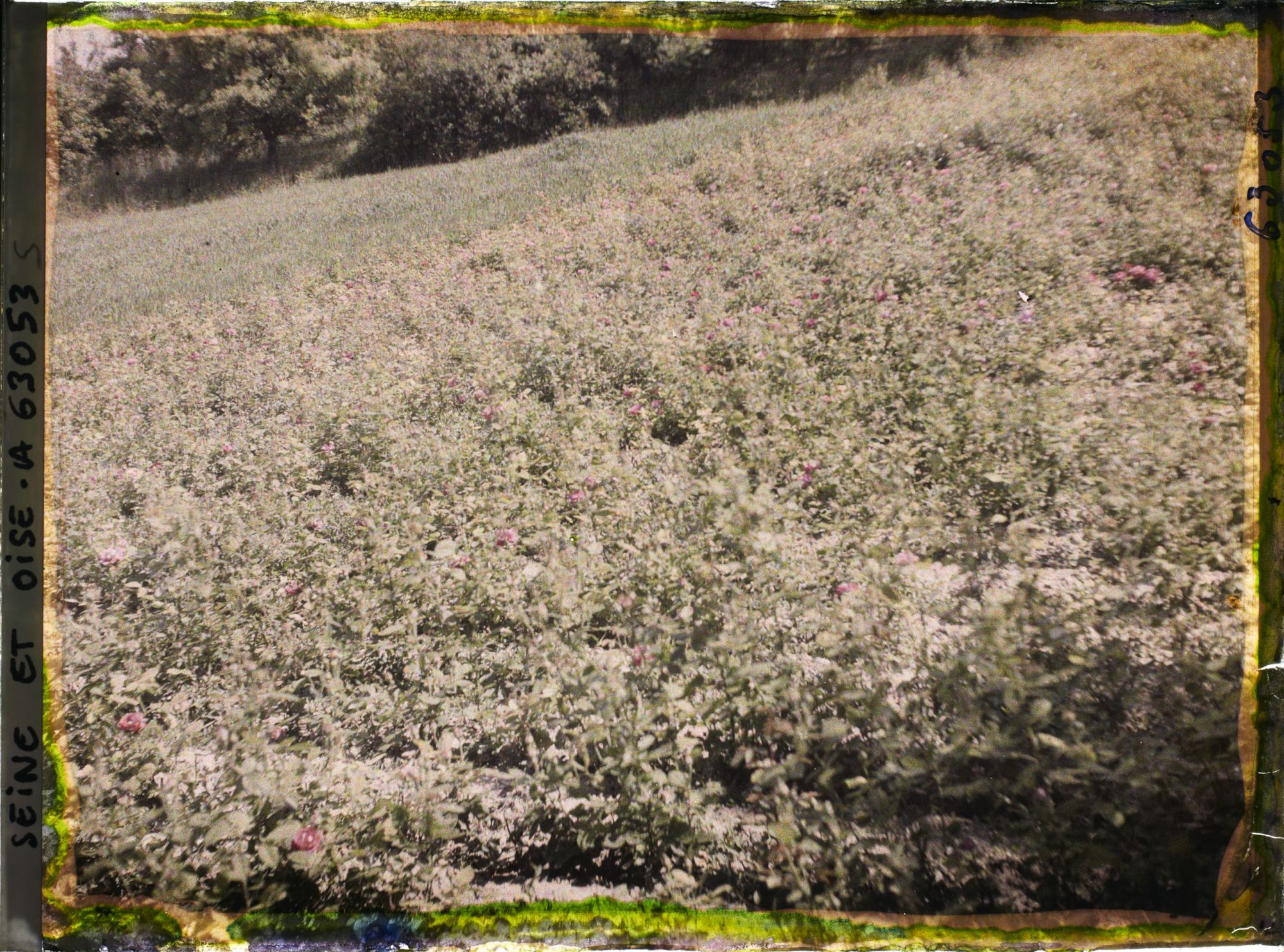 Image représentant Ile de France, Triel, Champ de roses