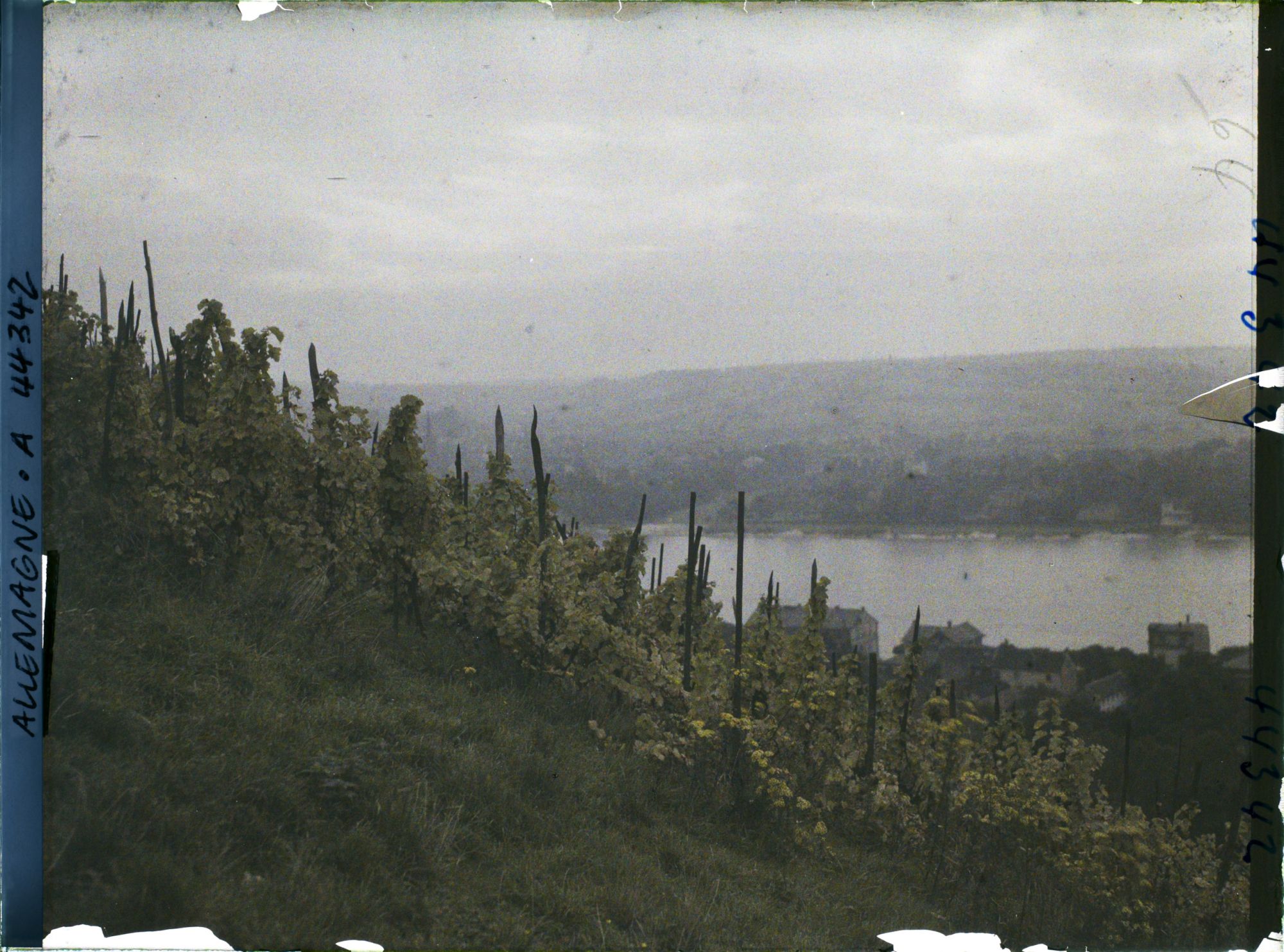 Image représentant Allemagne, Königswinter, Un aspect du Rhin à Königswinter (vignes)