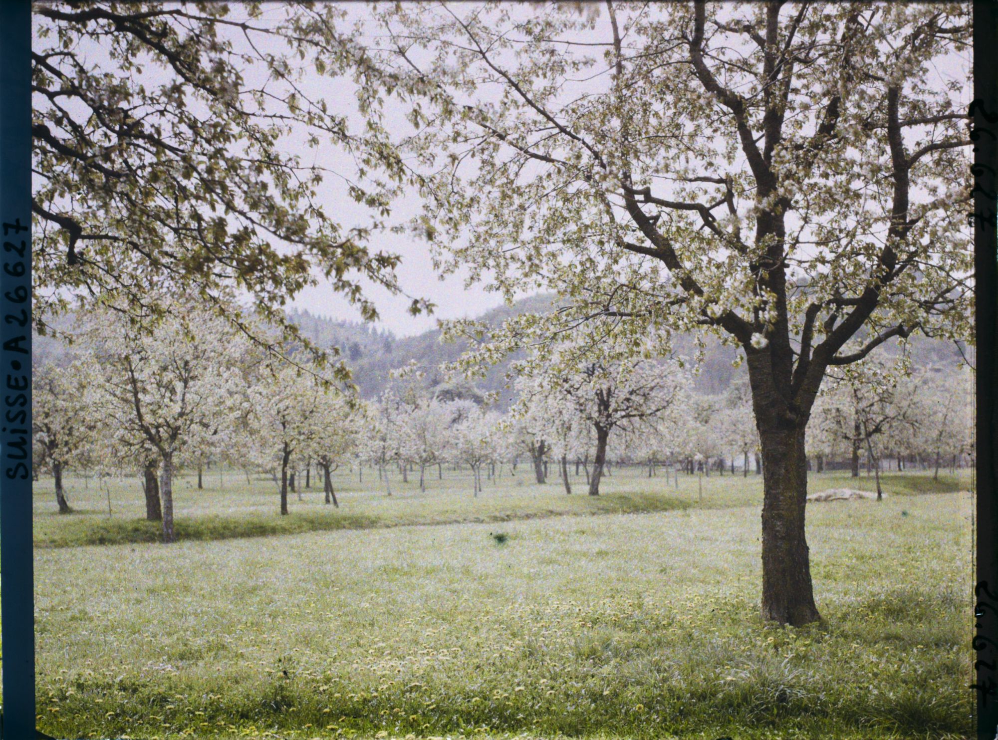 Image représentant Des cerisiers en fleurs dans les prés aux abords de Font