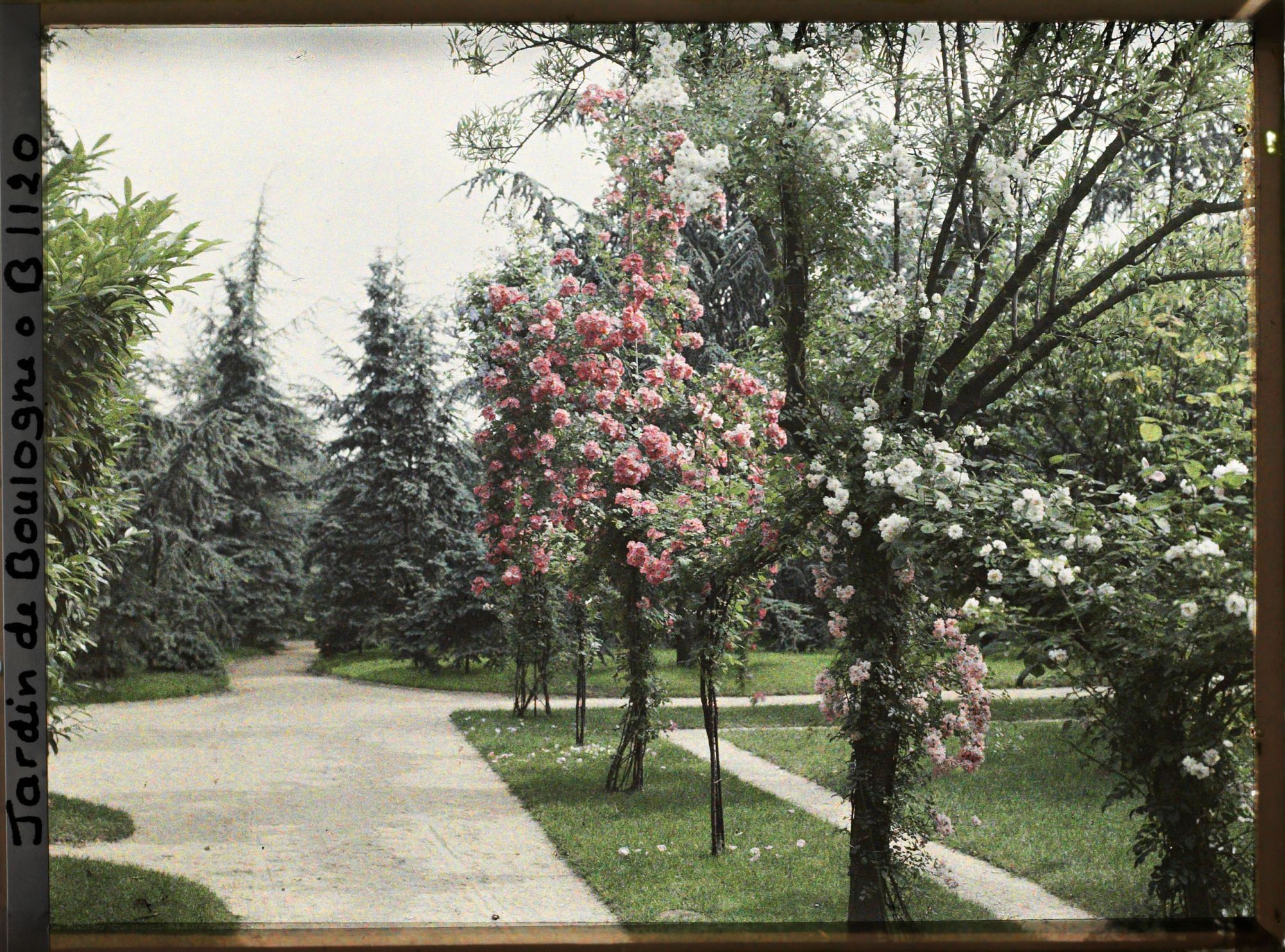 Image représentant Allée longeant la dépendance au nord-ouest du verger roseraie, vue en direction de la forêt bleue