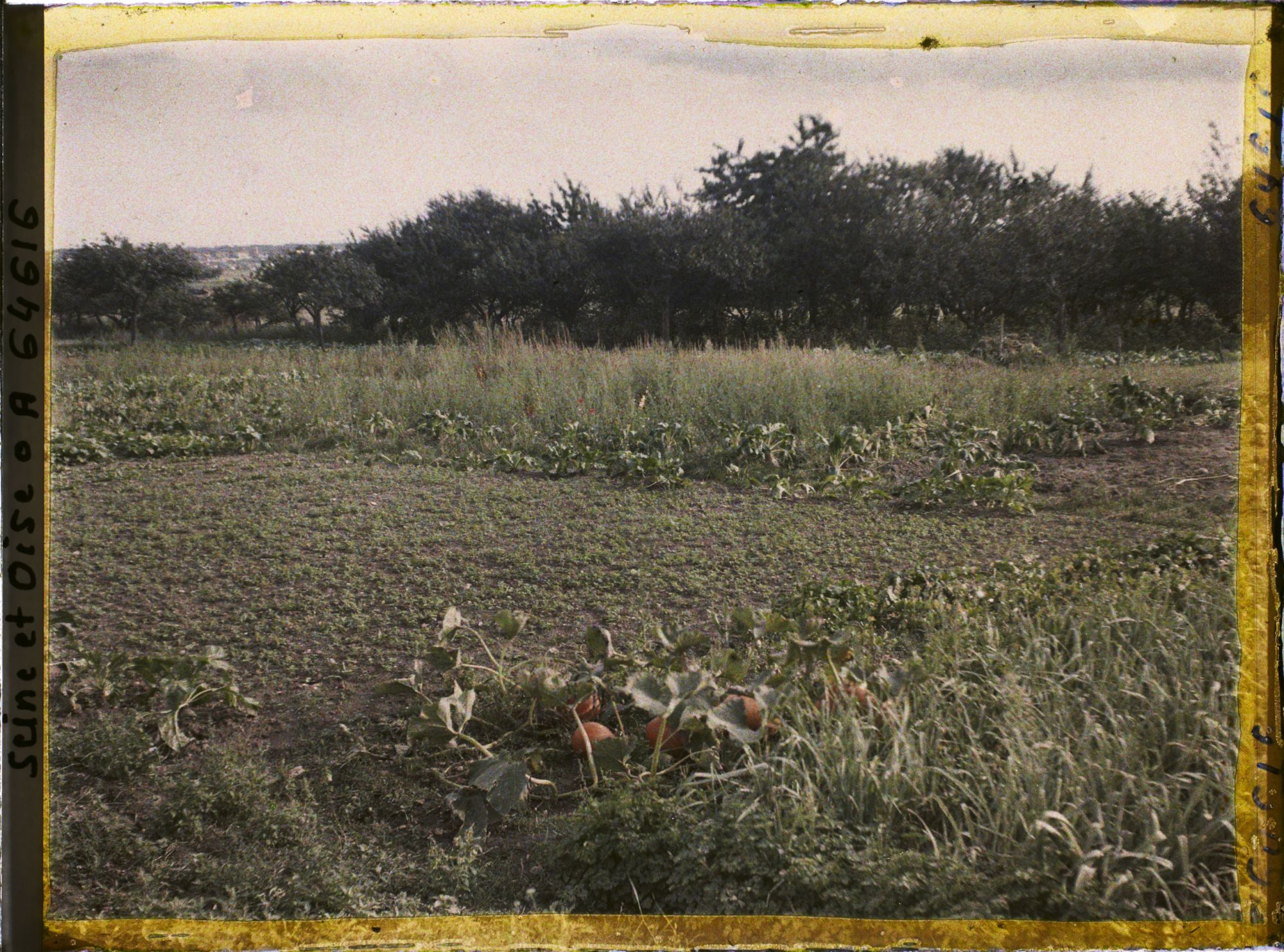 Image représentant Ile de France, Pontoise, Citrouilles et légumes divers