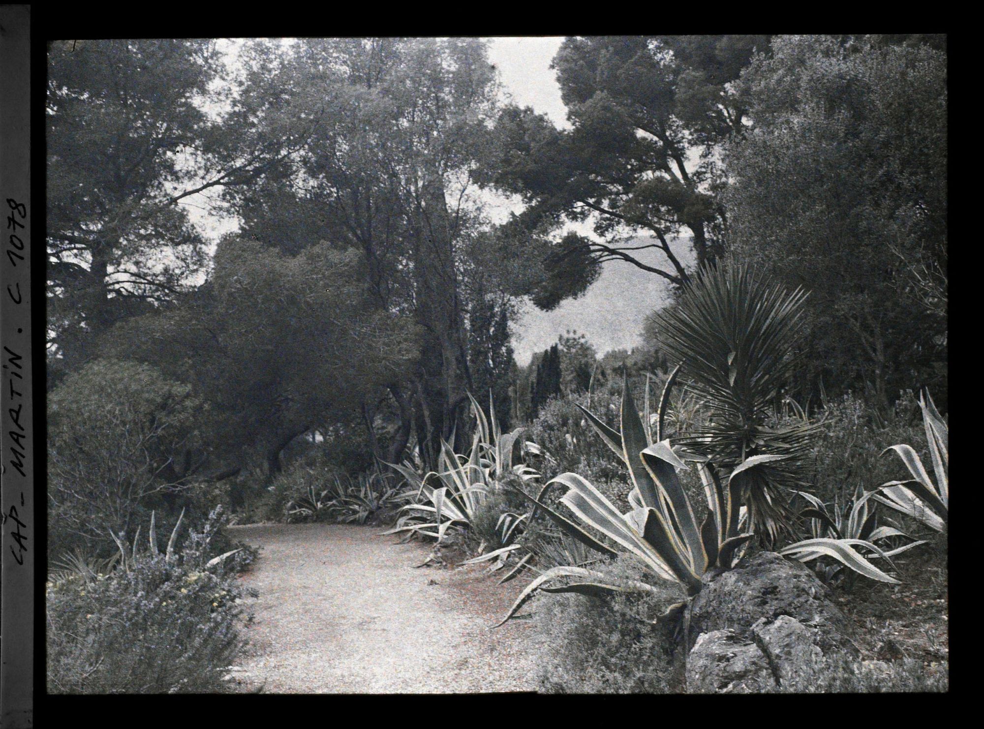 Image représentant le jardin