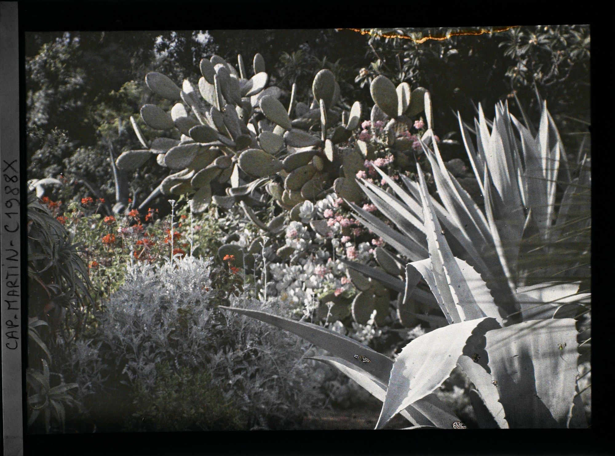 Image représentant Agave, aloès, opuntia et autres végétaux formant un massif fleuri, vue prise à 10 h