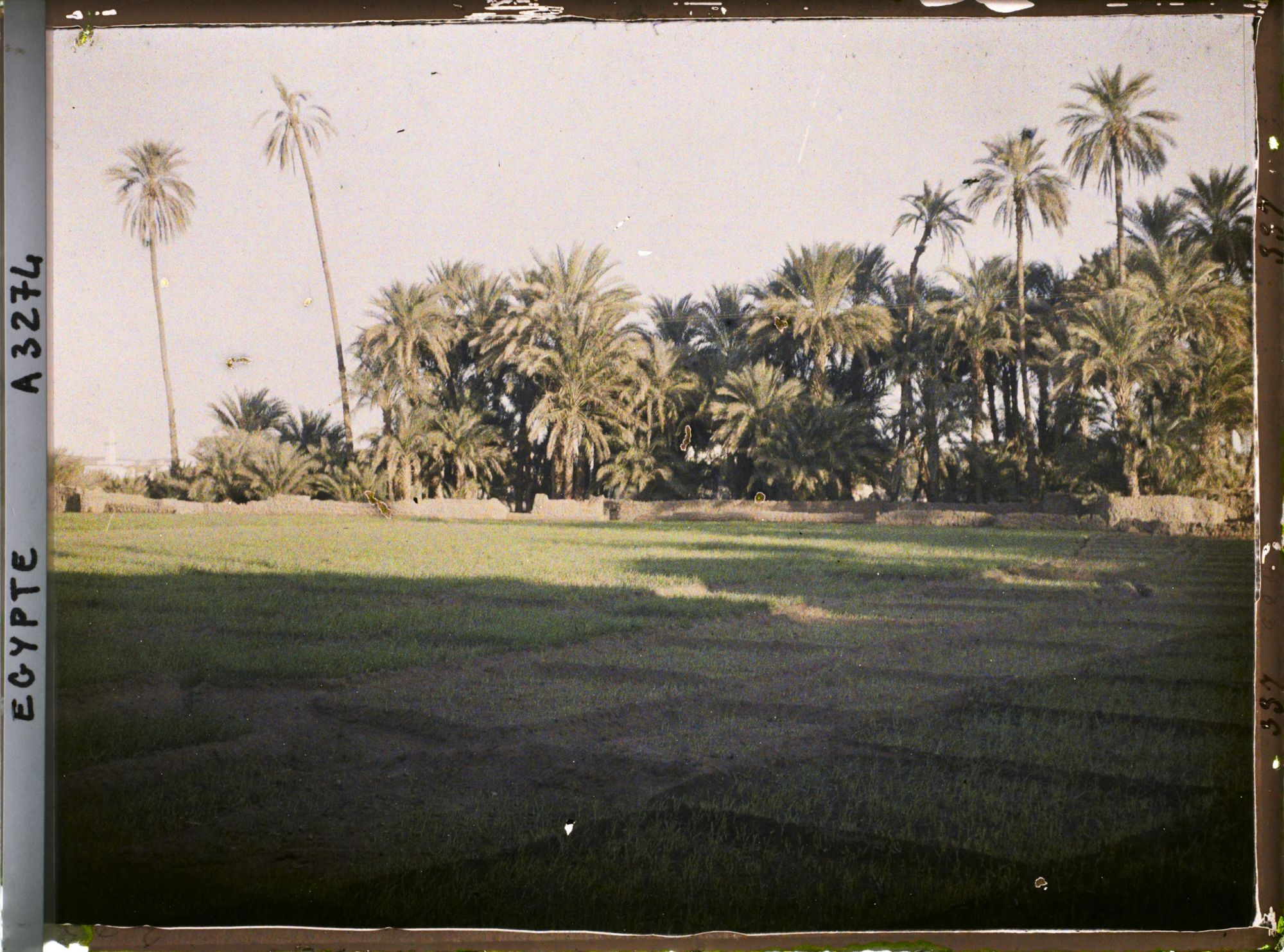 Image représentant Champs cultivés sur l'île d'Éléphantine