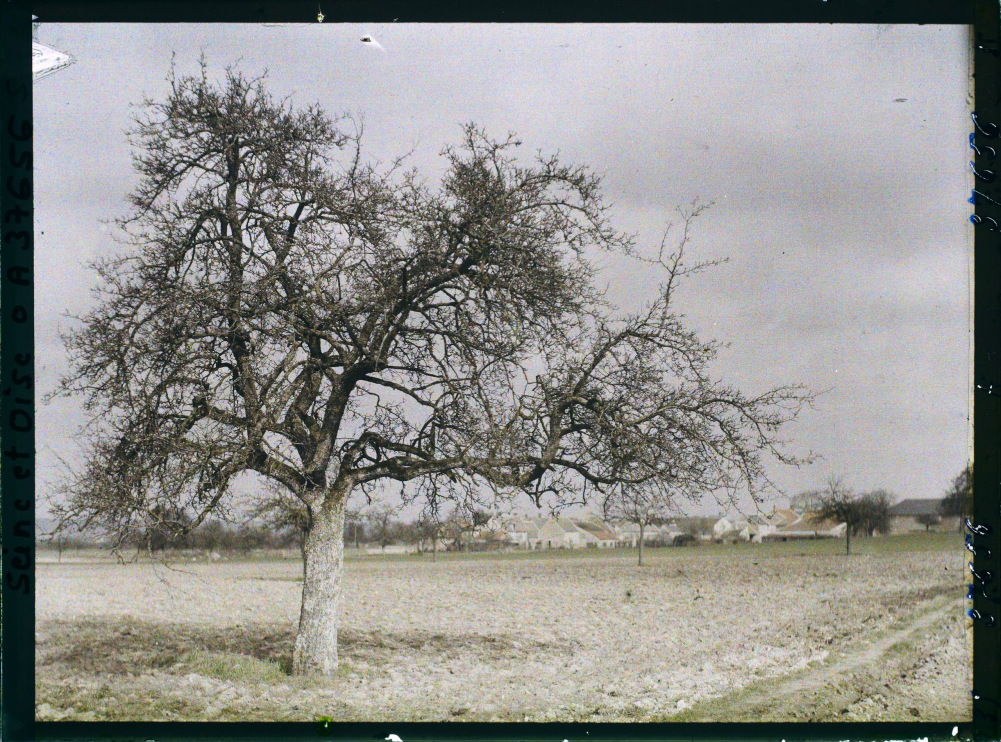 Image représentant France, Les Clayes, Un Pommier