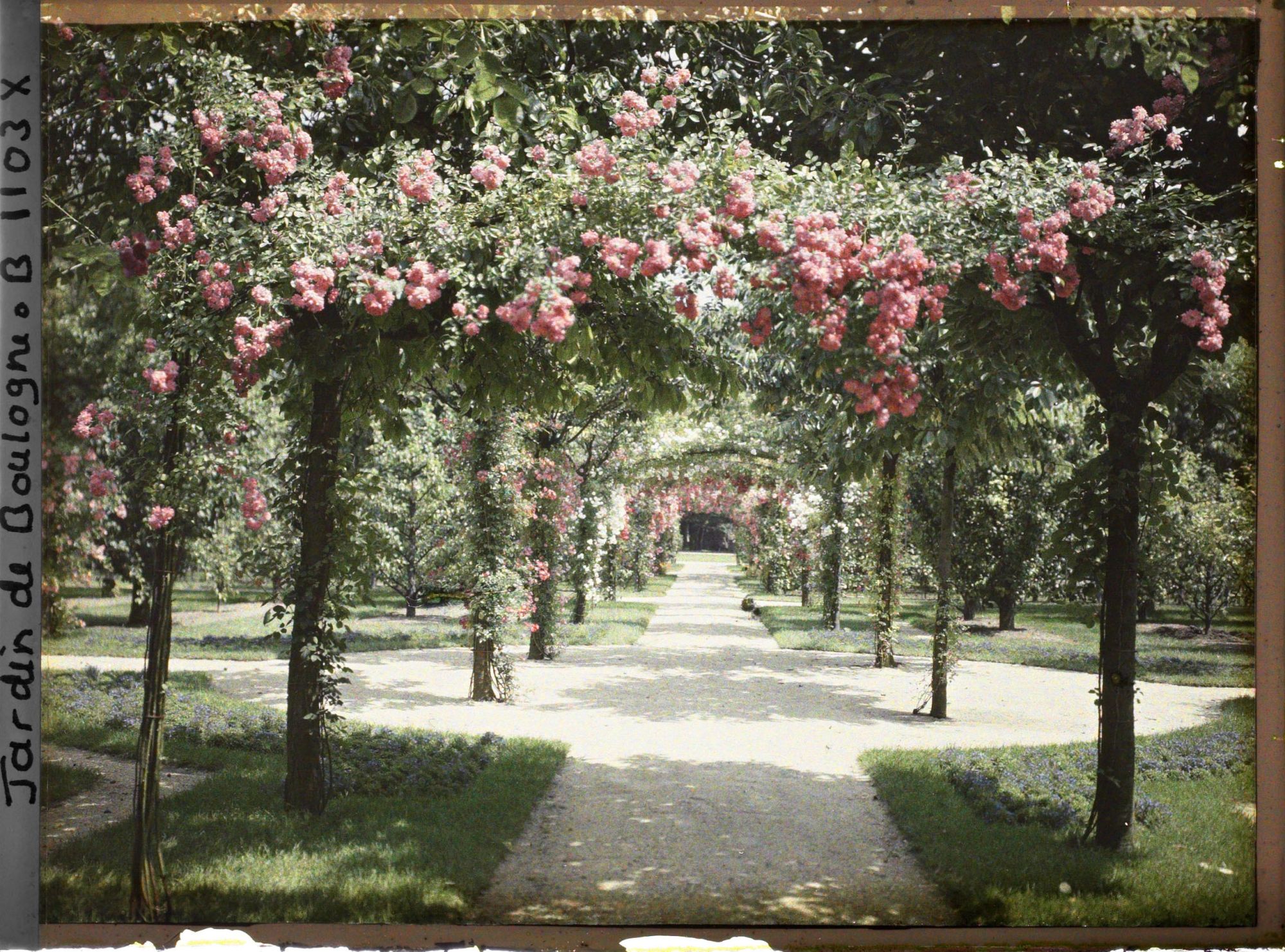 Image représentant Axe central du verger-roseraie vu en direction du jardin anglais, près du rond-point côté dépendance