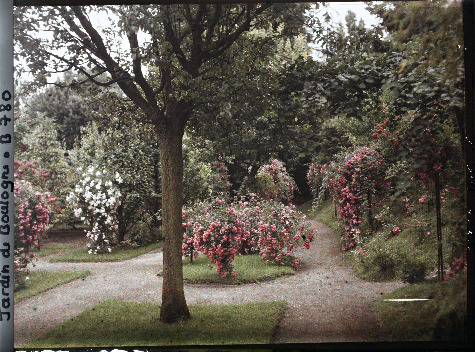 Image représentant Parterres et rosiers en fleurs ornant l'allée sud du verger-roseraie, vue en direction de l'est