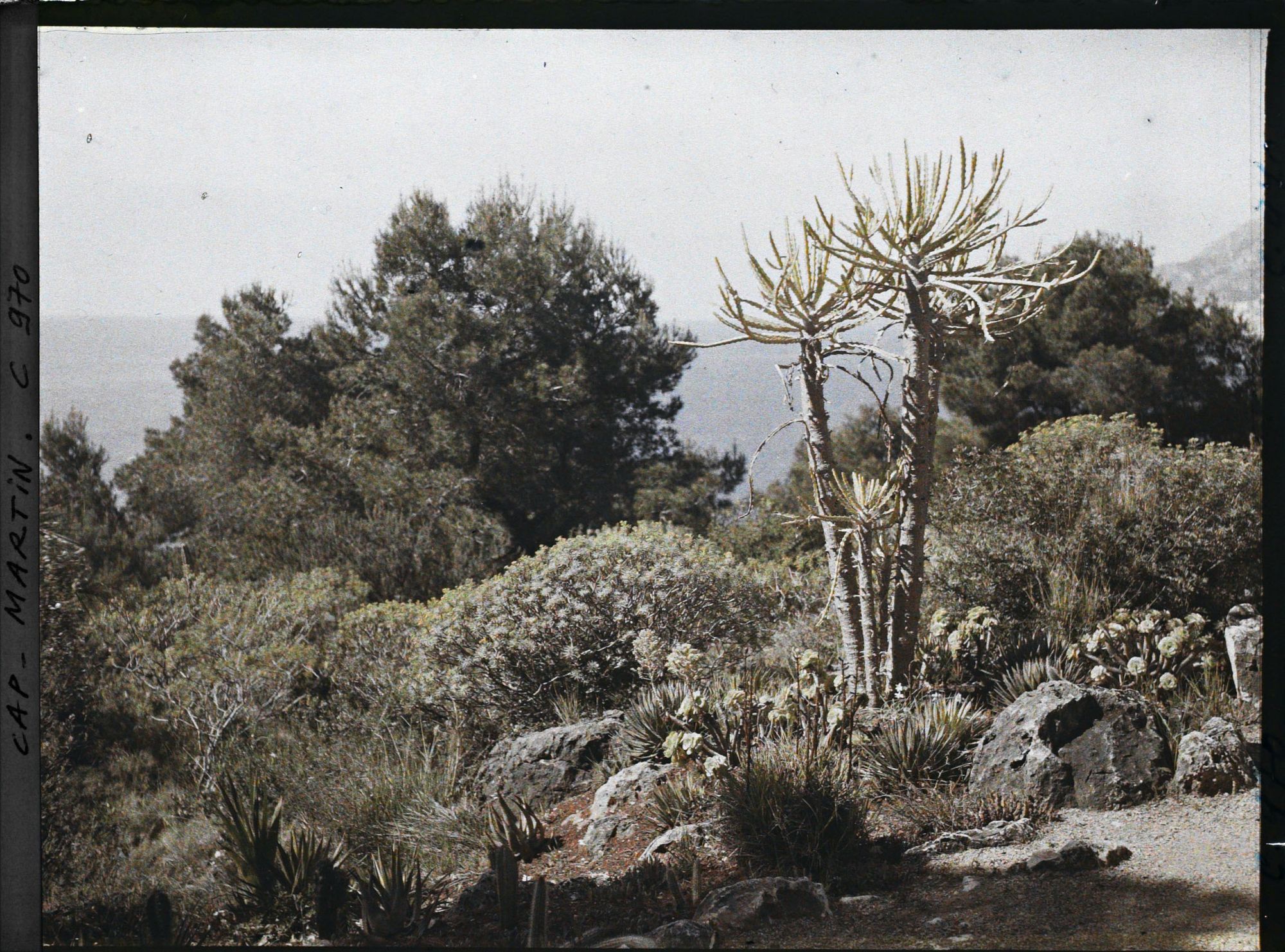 Image représentant Le Jardin vue vers la Mer