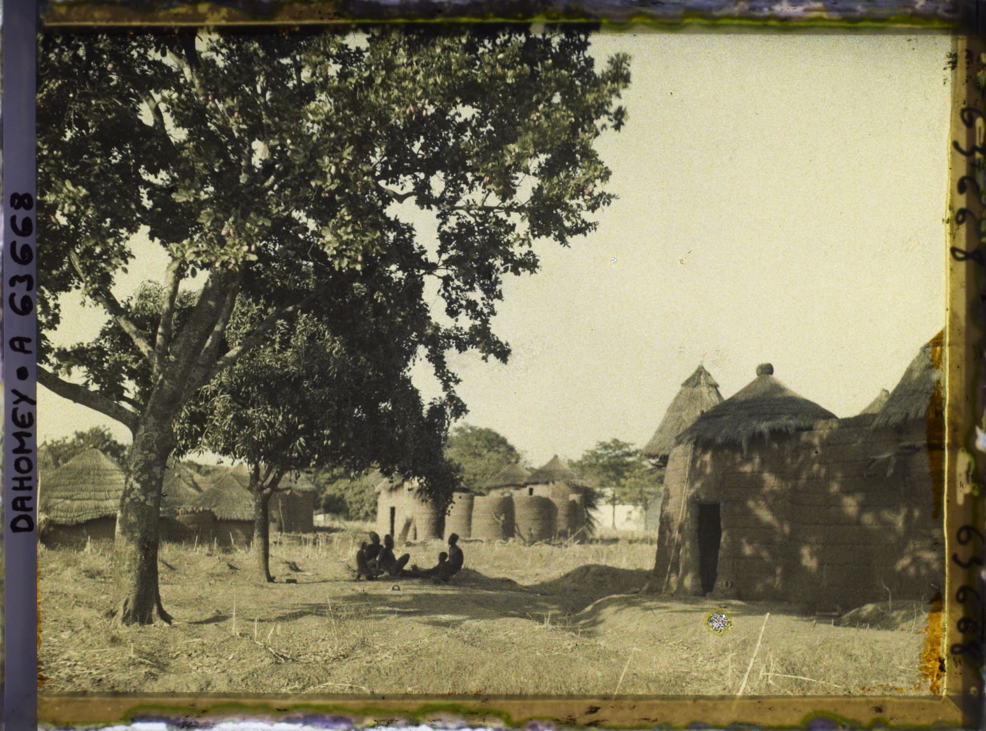 Image représentant Un akée (ou blighia sapida) dans un coin du village de Natitingou