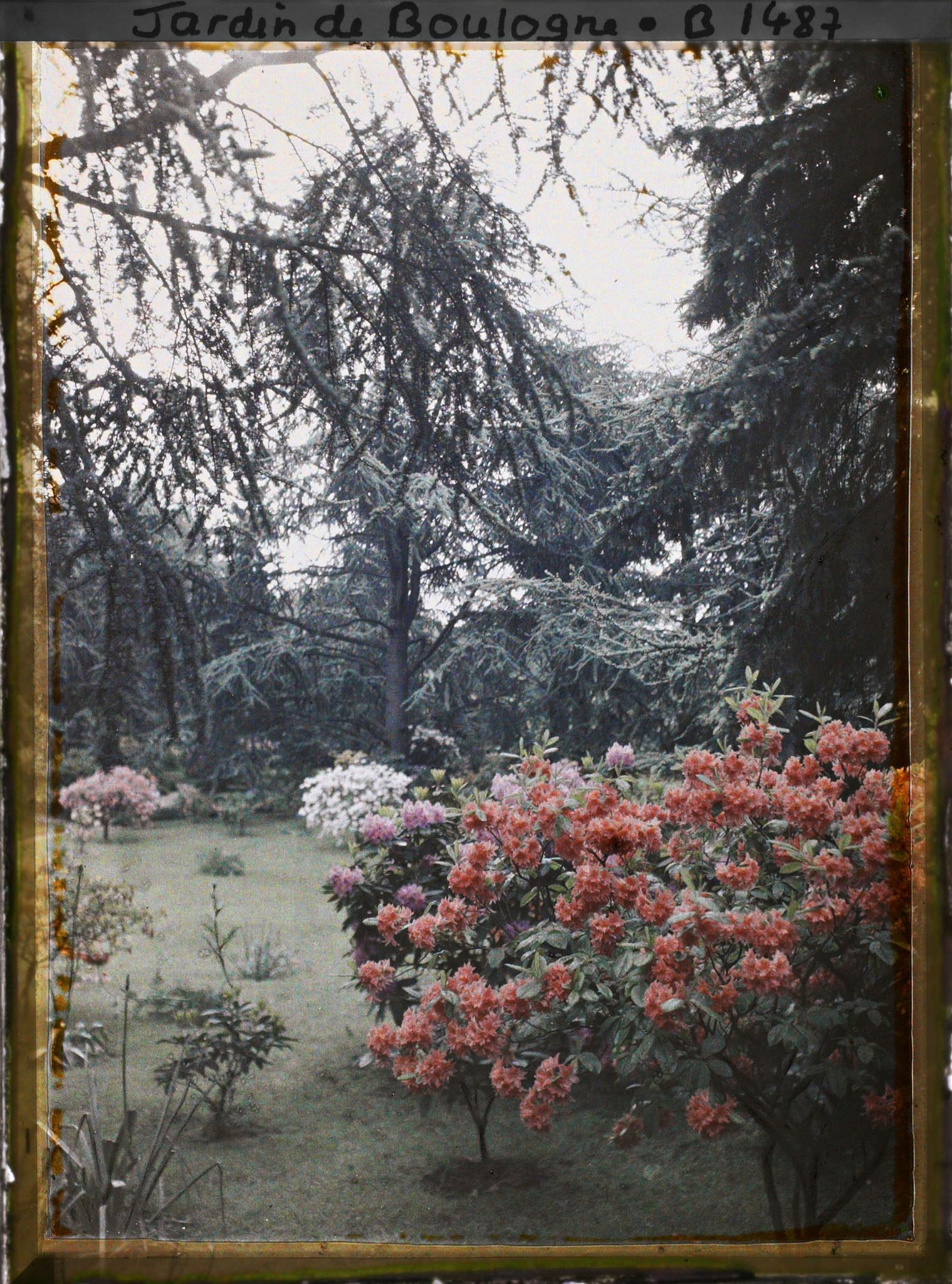 Image représentant azalées dans la forêt bleue