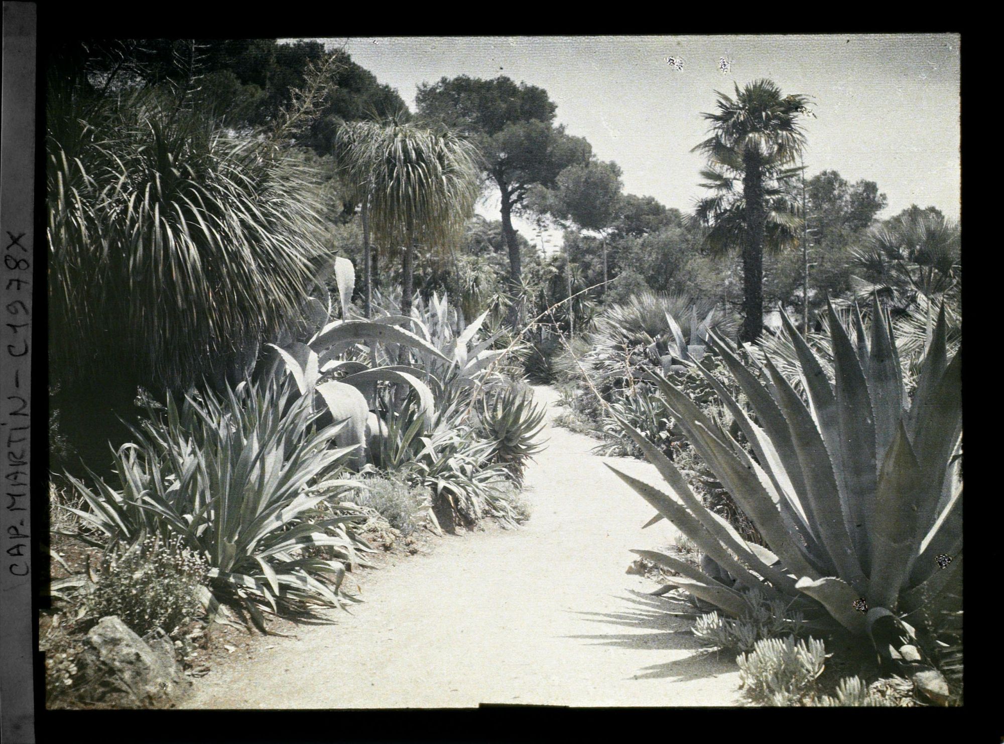 Image représentant Allée sinueuse bordée de plantes exotiques diverses, vue en direction du sud-est