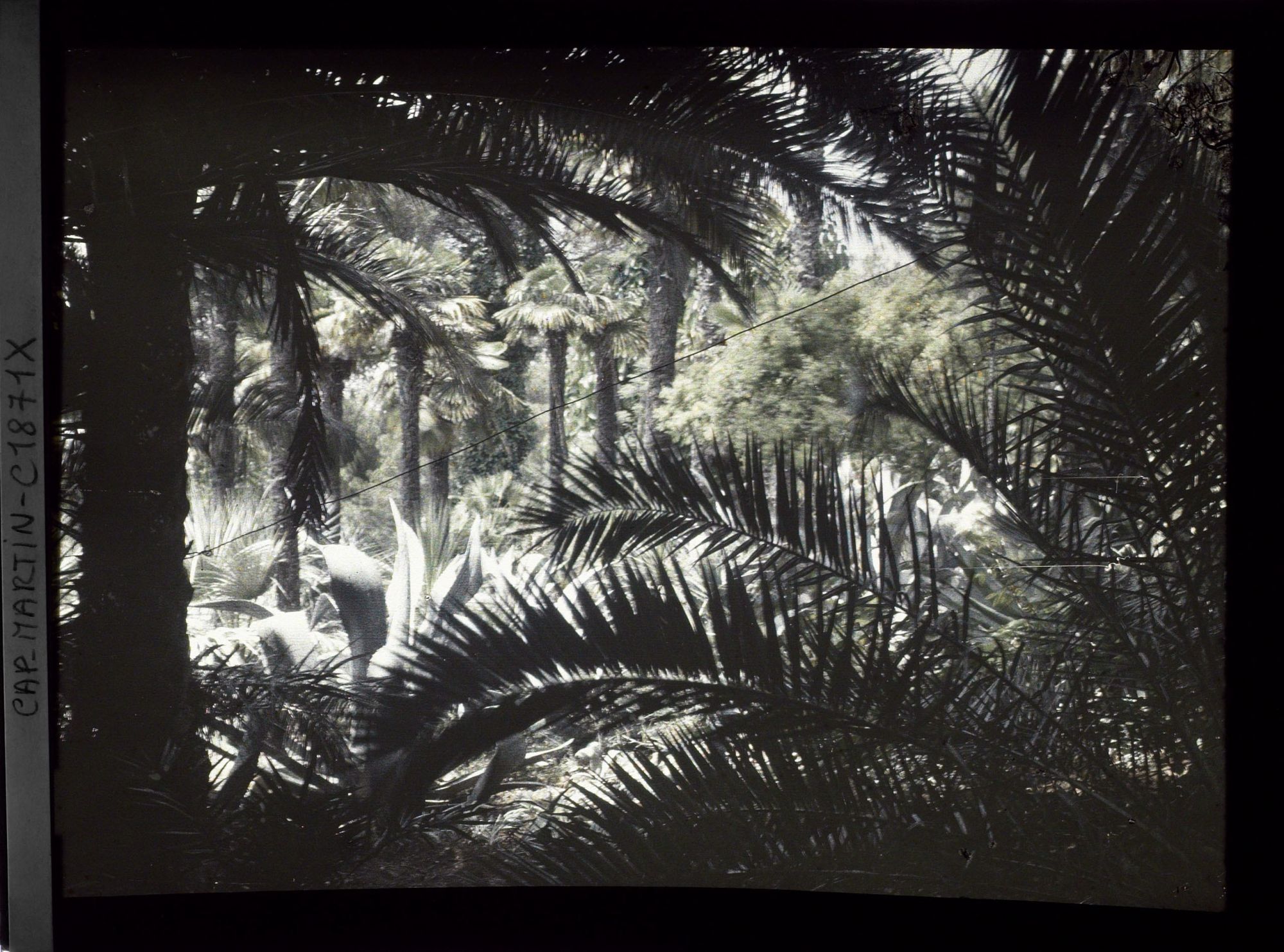 Image représentant Palmes vues à contre-jour formant cadrage sur un ensemble d'agaves et palmiers