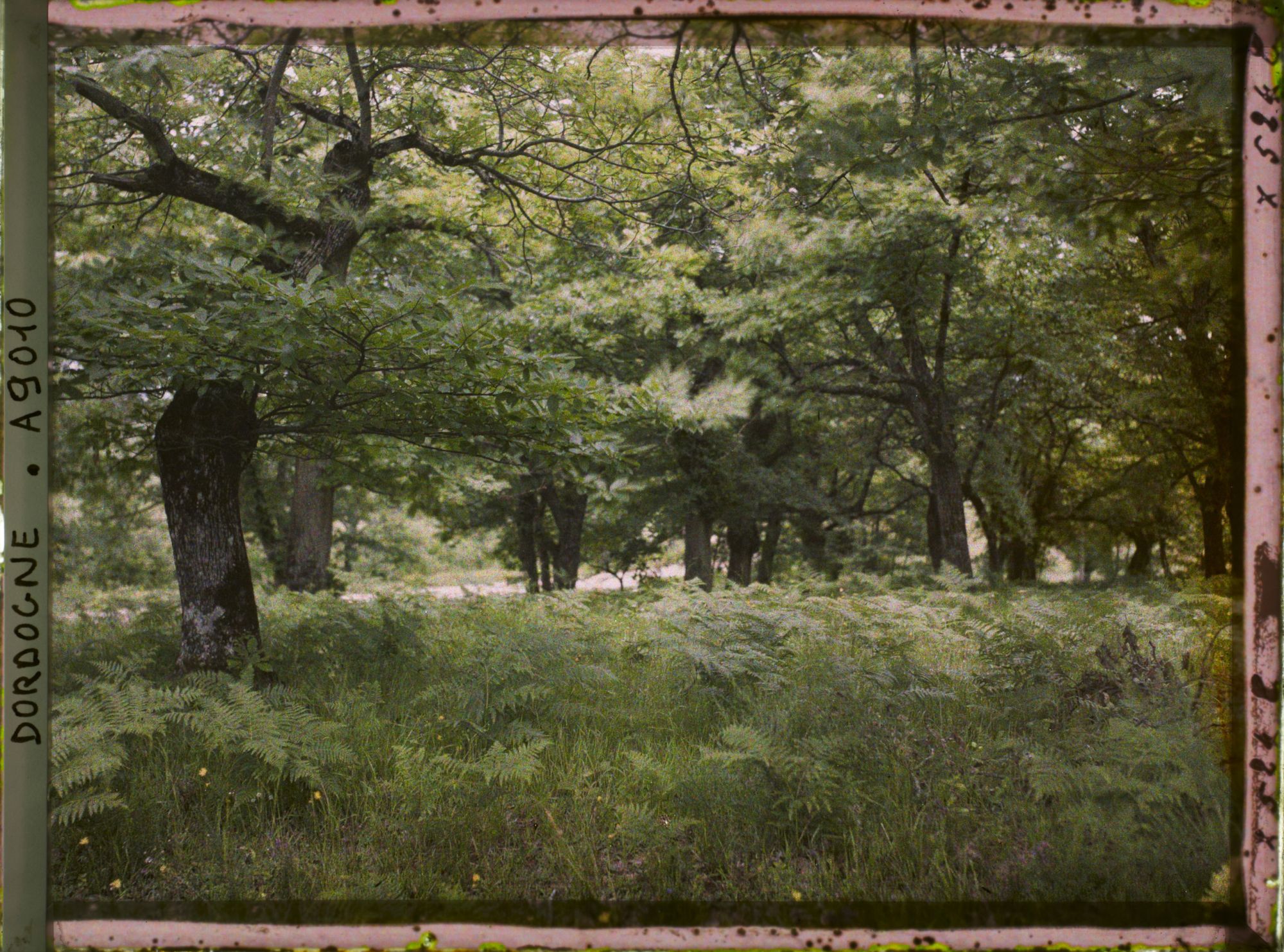 Image représentant France, Cadouin, Périgord noir, sous bois de bruyères et fougères (châtaigniers)