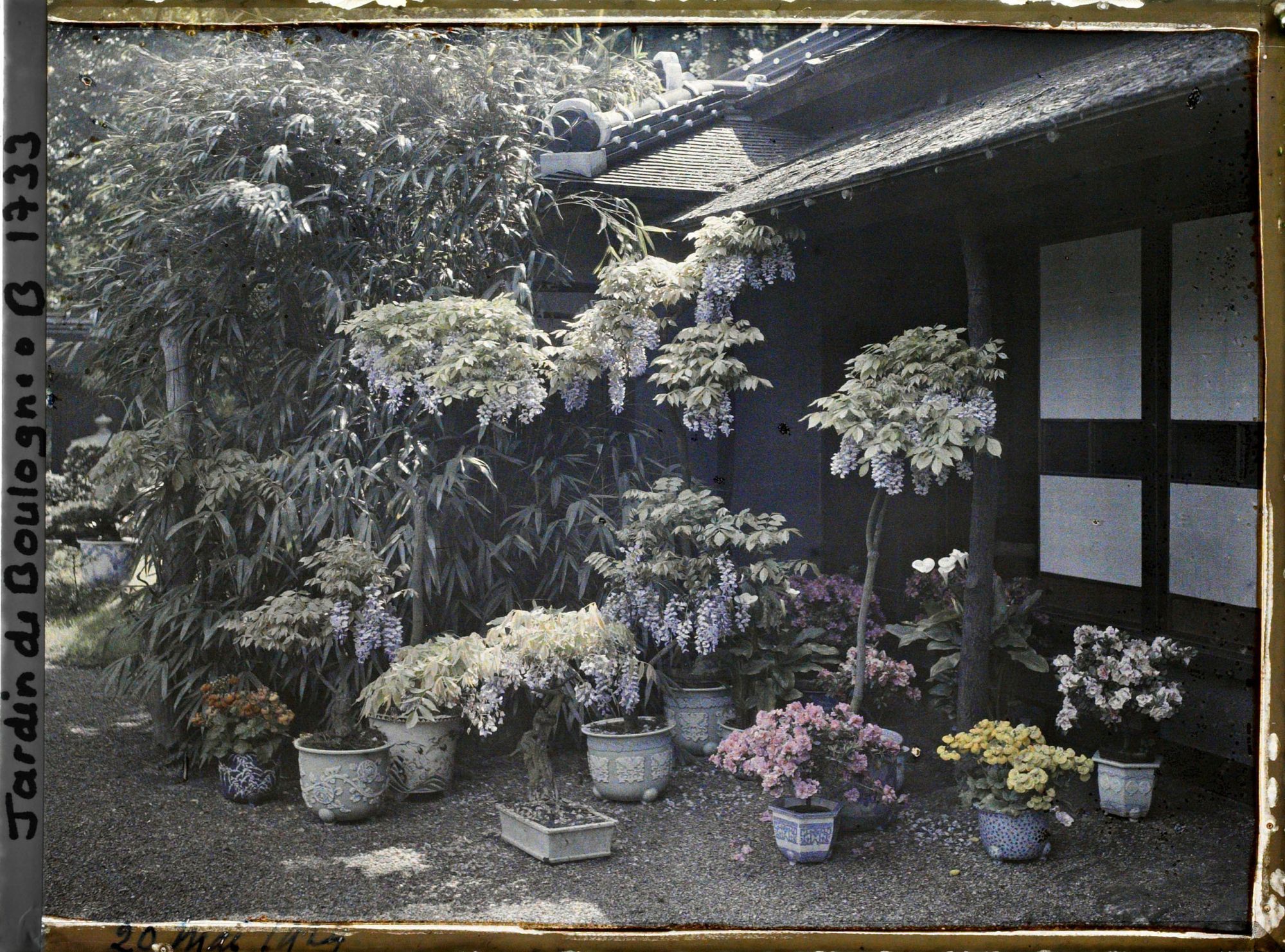 Image représentant Bonsaï et diverses plantes en pots fleuries au pied de la maison est du " village japonais "