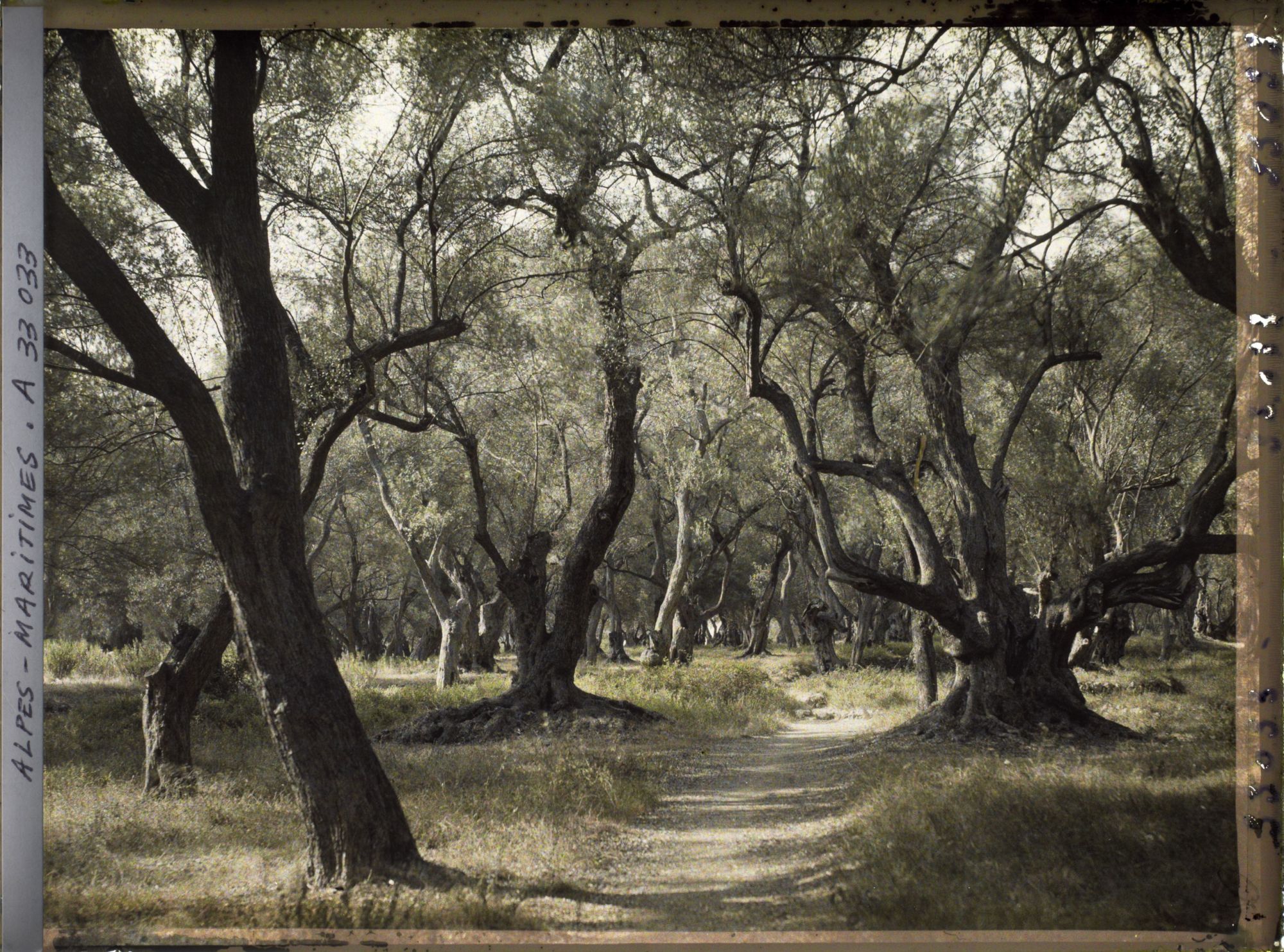 Image représentant Forêt d'oliviers