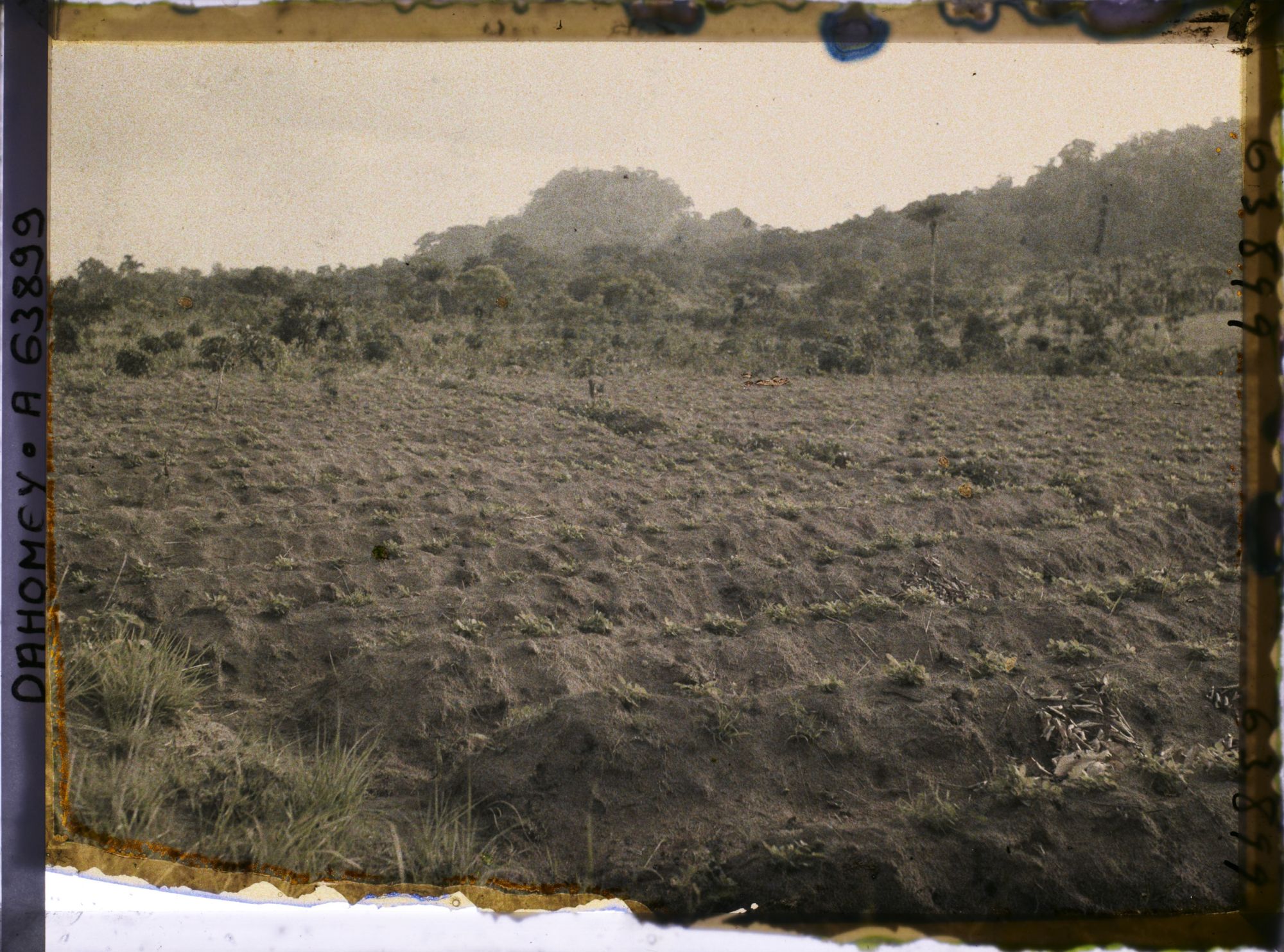 Image représentant Culture de l'arachide