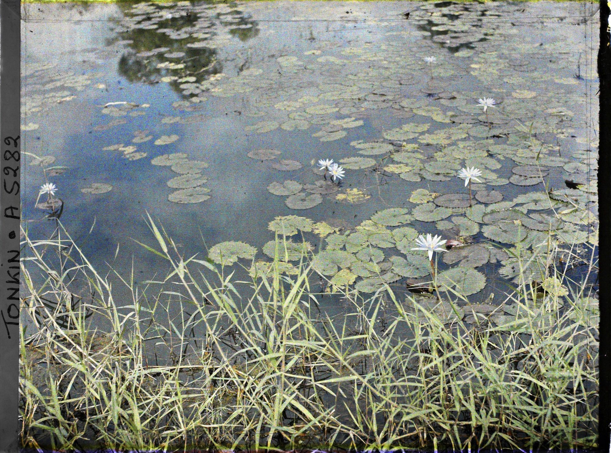Image représentant Des nénuphars bleus sur un étang