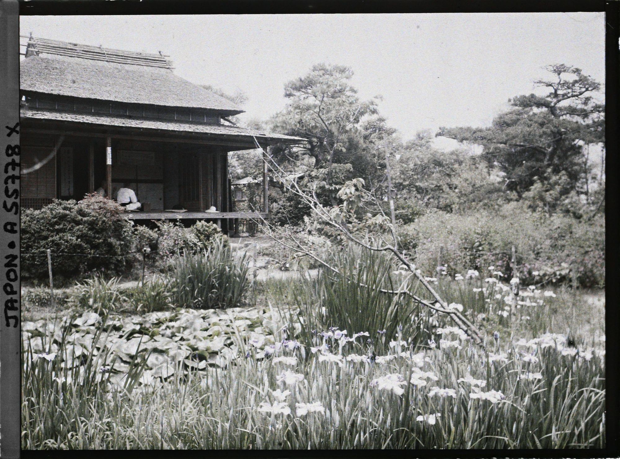 Image représentant Jardin d'iris de Horikiri