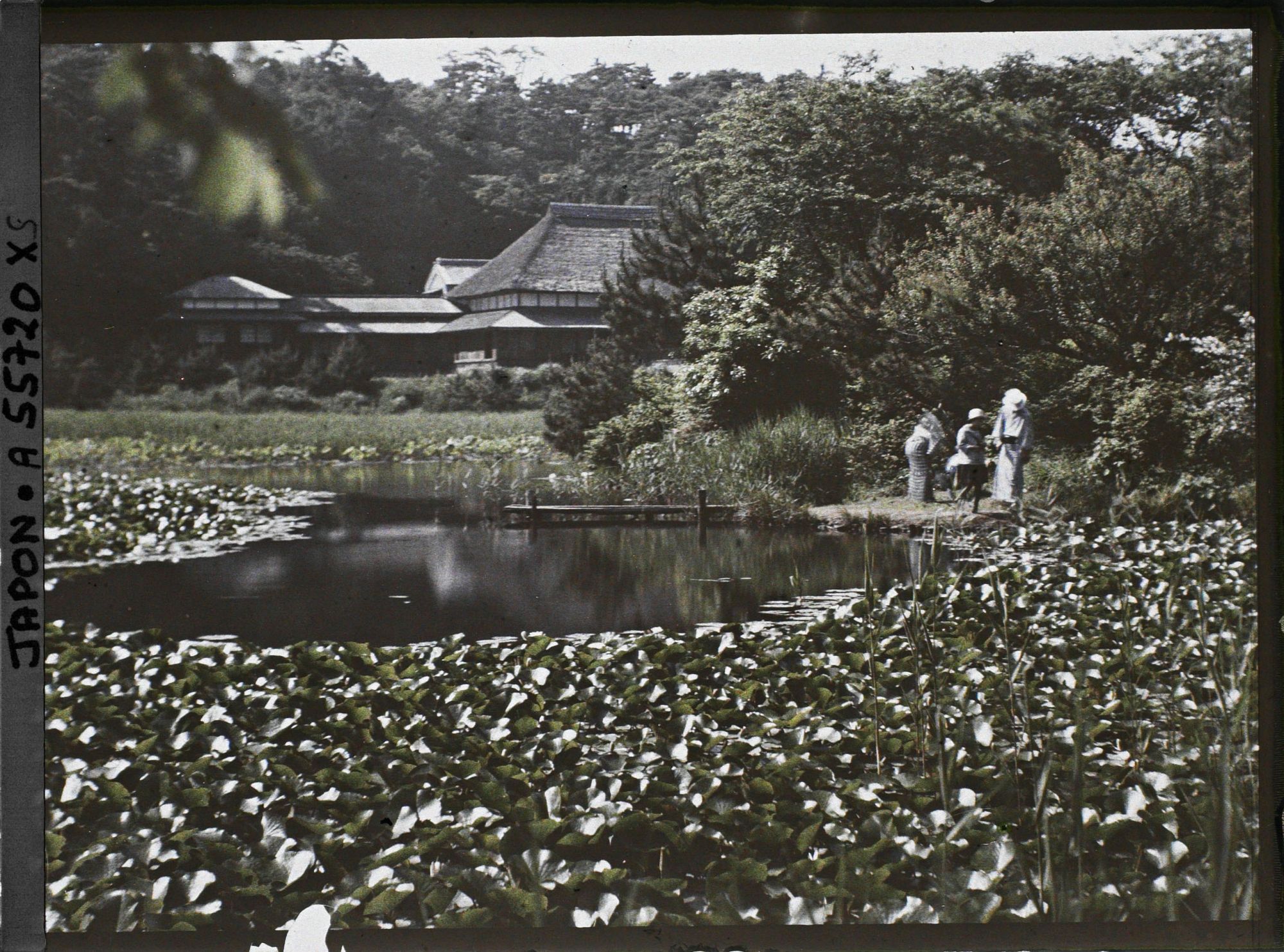 Image représentant Parc Sankeien, étang couvert de lotus