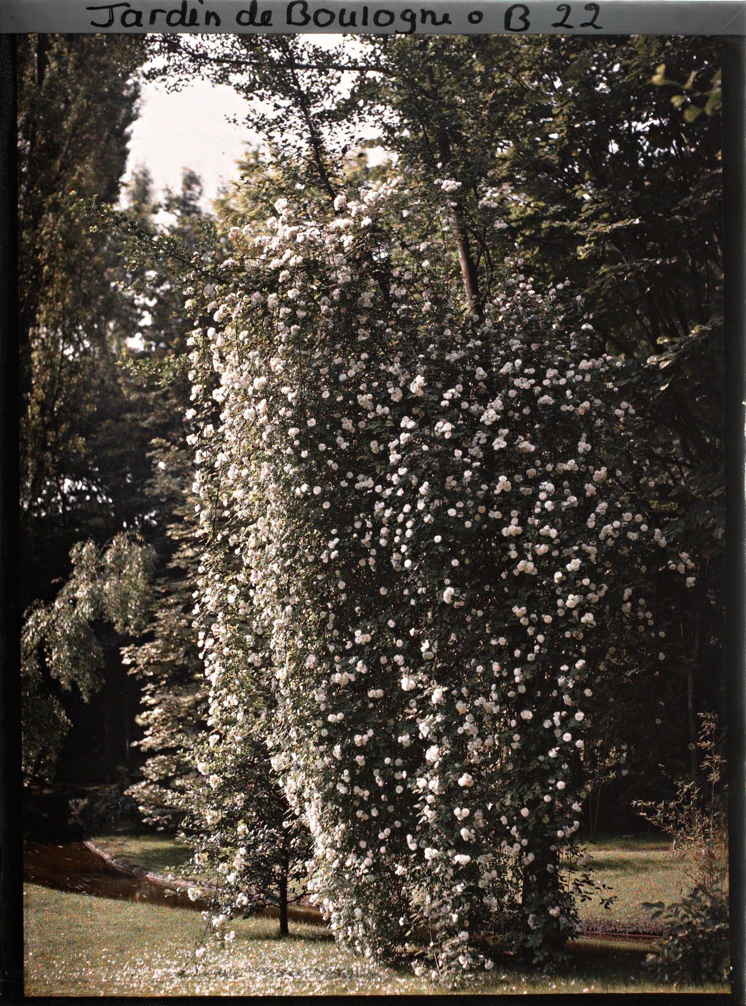 Image représentant Rosier liane en fleurs bordant le ruisseau du jardin anglais, à proximité du " village japonais "
