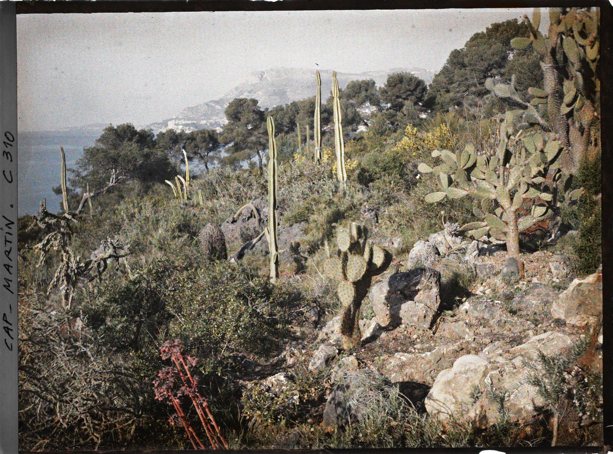 Image représentant Cap-Martin - Le Jardin