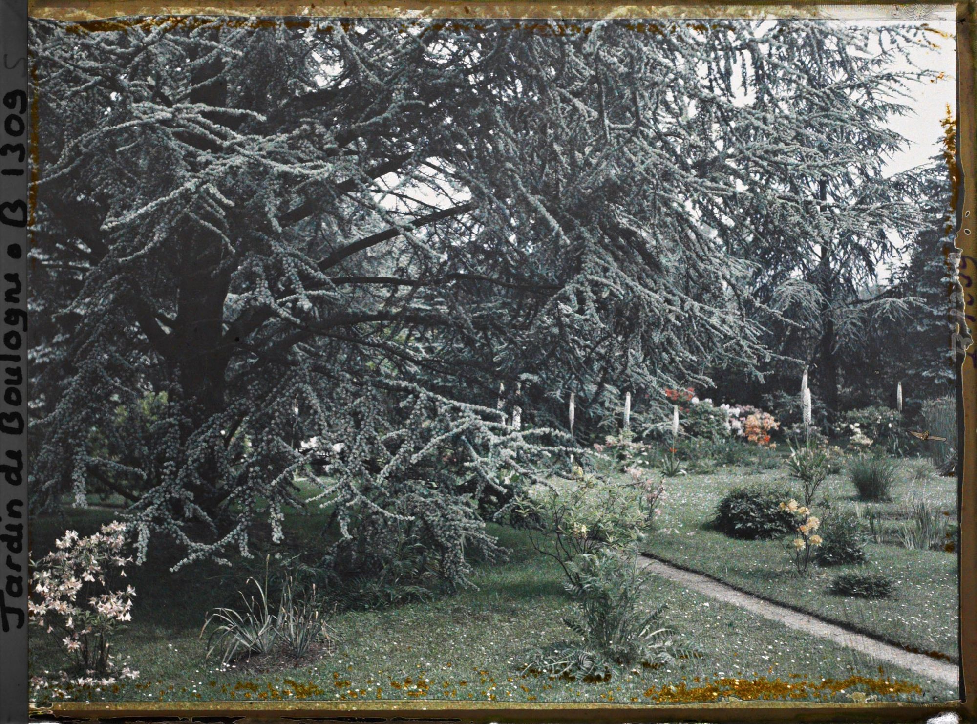 Image représentant Pelouse fleurie vue depuis le grand cèdre situé près du marais et du chemin menant vers l'ouest