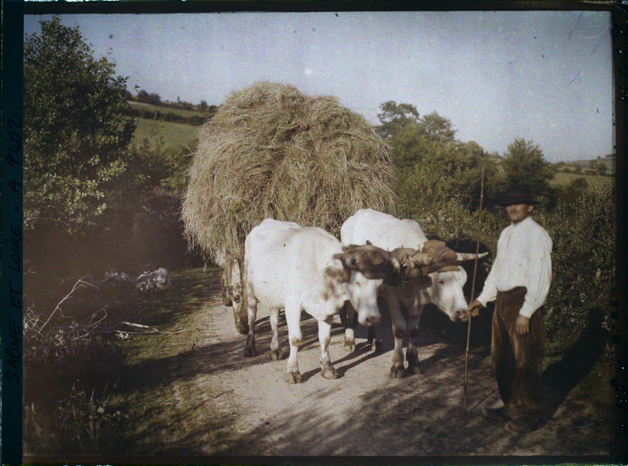 Image représentant Galvacher morvandeau guidant une charette tractée par des charolaises