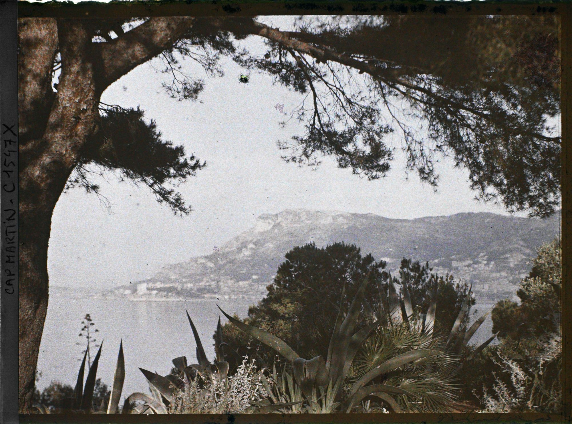 Image représentant Pin et végétation du jardin encadrant des points de vue sur Monaco et Monte-Carlo