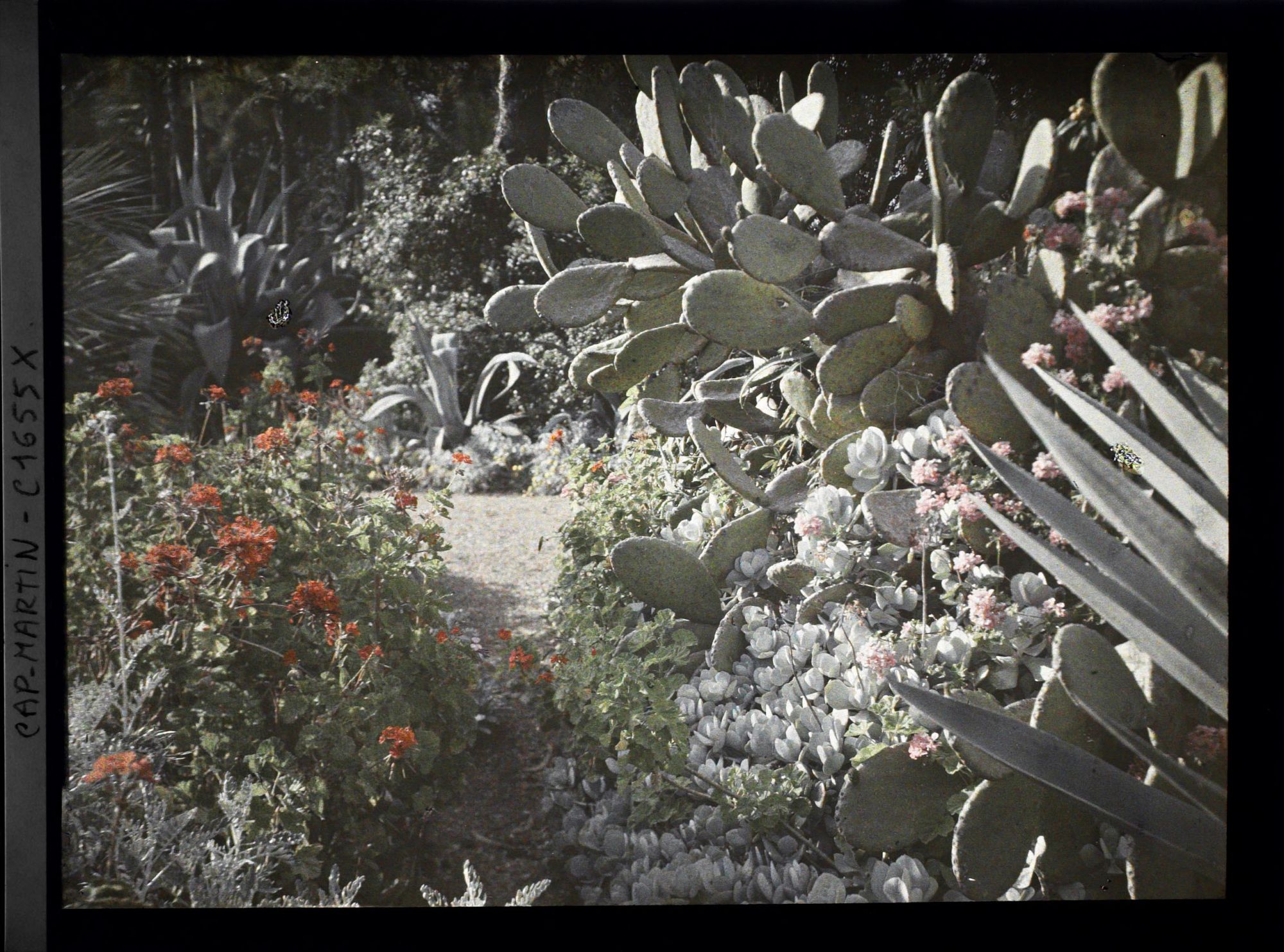 Image représentant Géraniums en fleurs et plantes succulentes diverses ourlant des allées