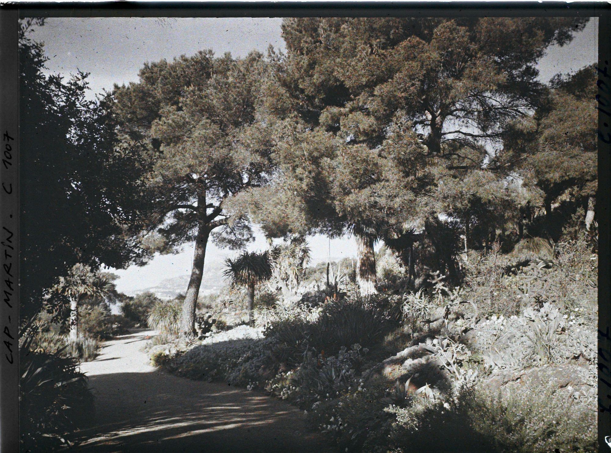 Image représentant Le Jardin, gde allée vers Monaco