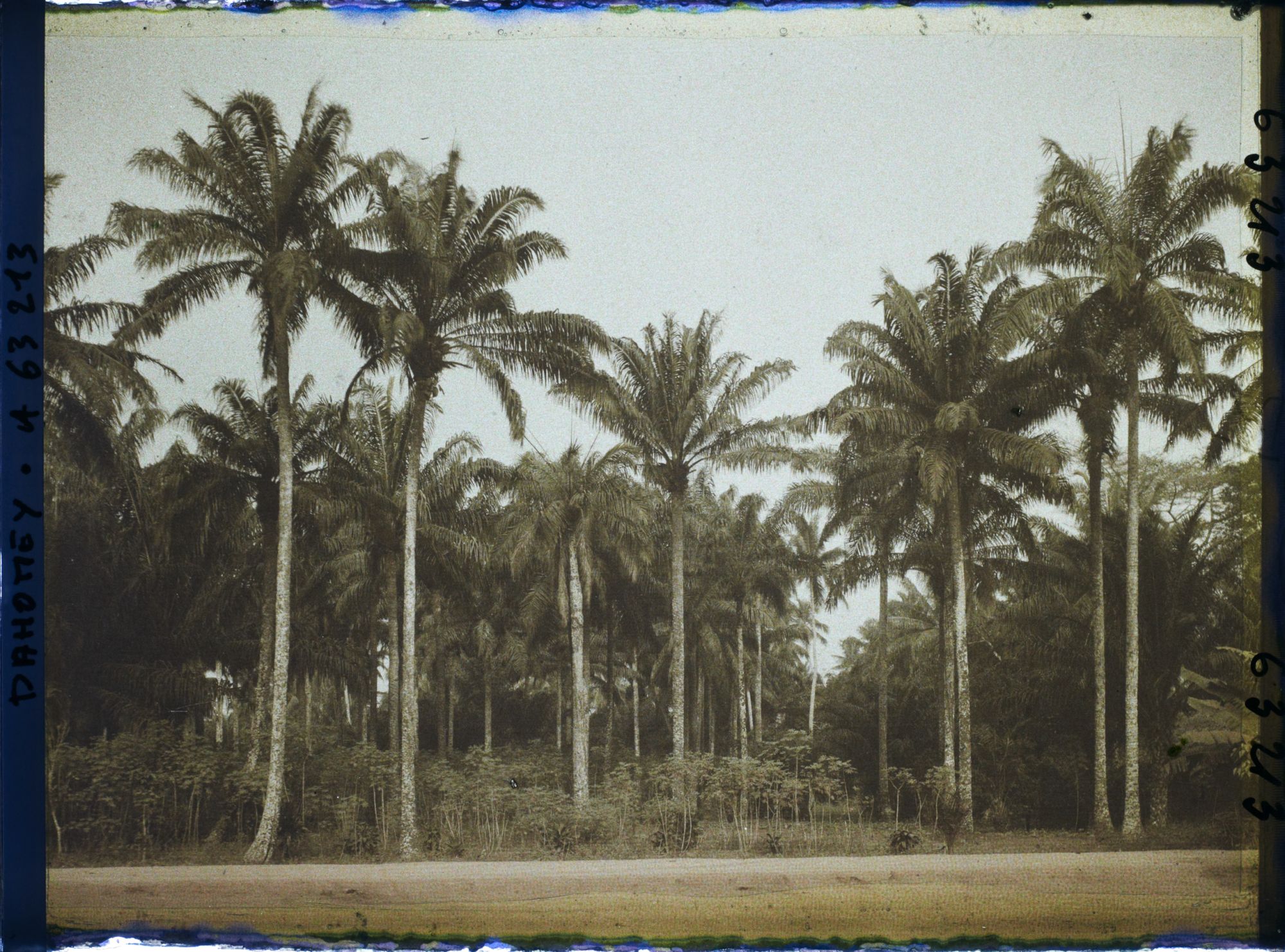 Image représentant Palmiers à huile et culture de manioc en bordure de route