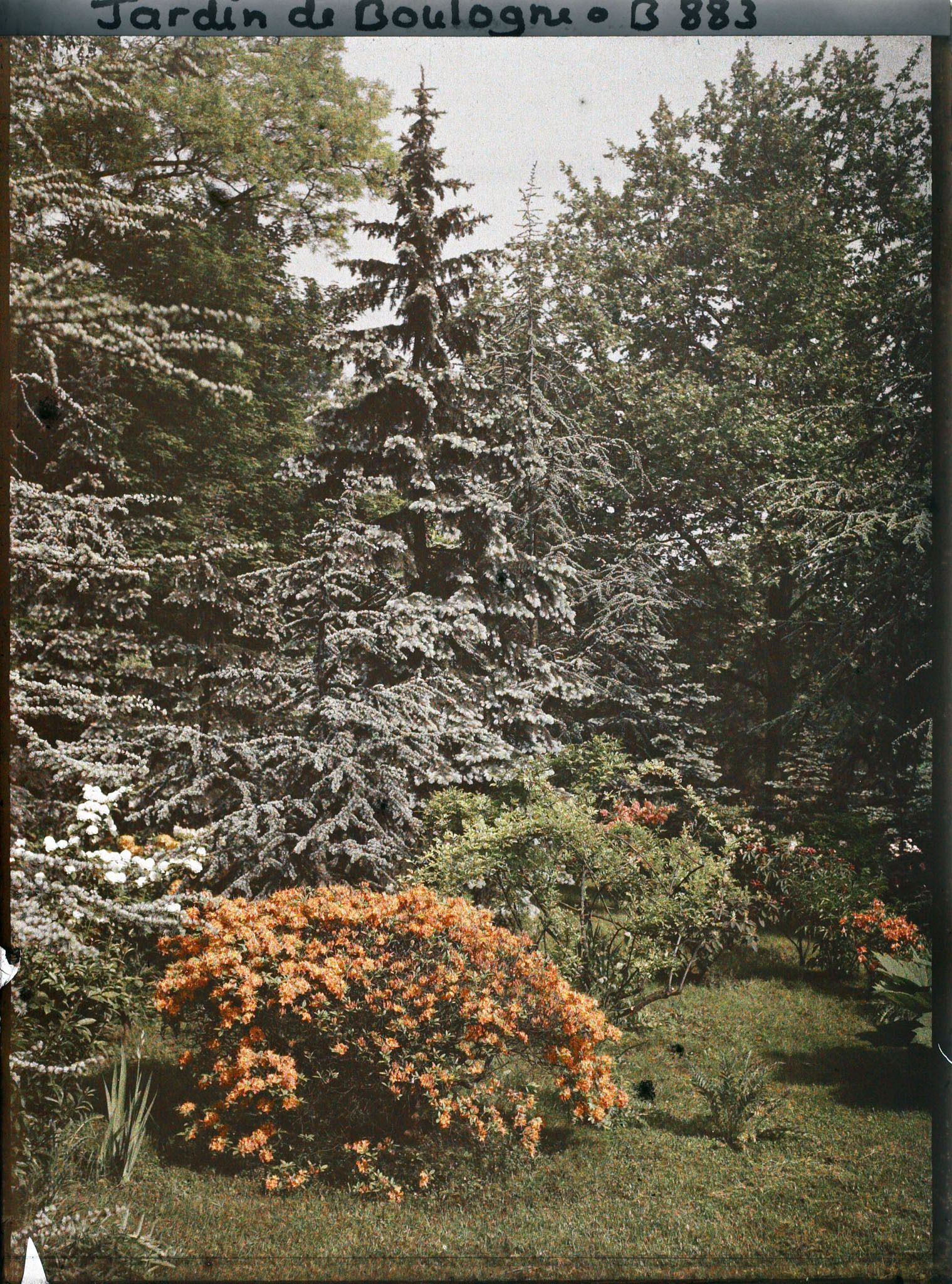 Image représentant Azalées chatoyantes sur fond arboré situé au cœur de la forêt bleue, non loin du marais