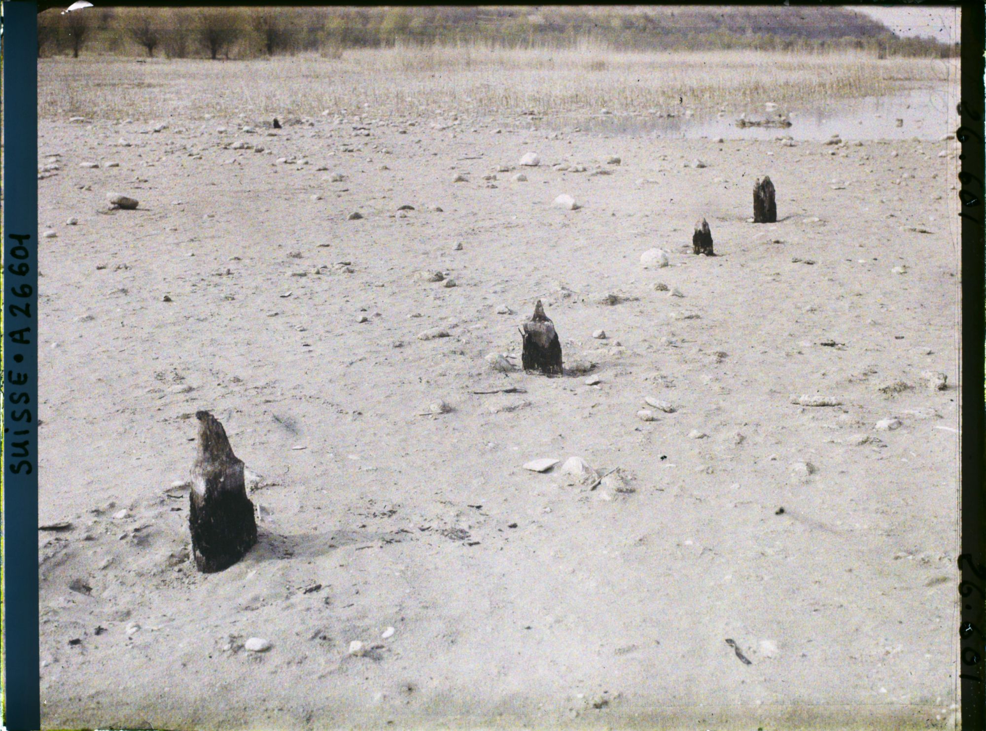 Image représentant Site palafittique préhistorique des Alpes, pieux en bois visibles lors de la baisse des eaux après la grande sécheresse de 1921 sur le lac de Neuchâtel