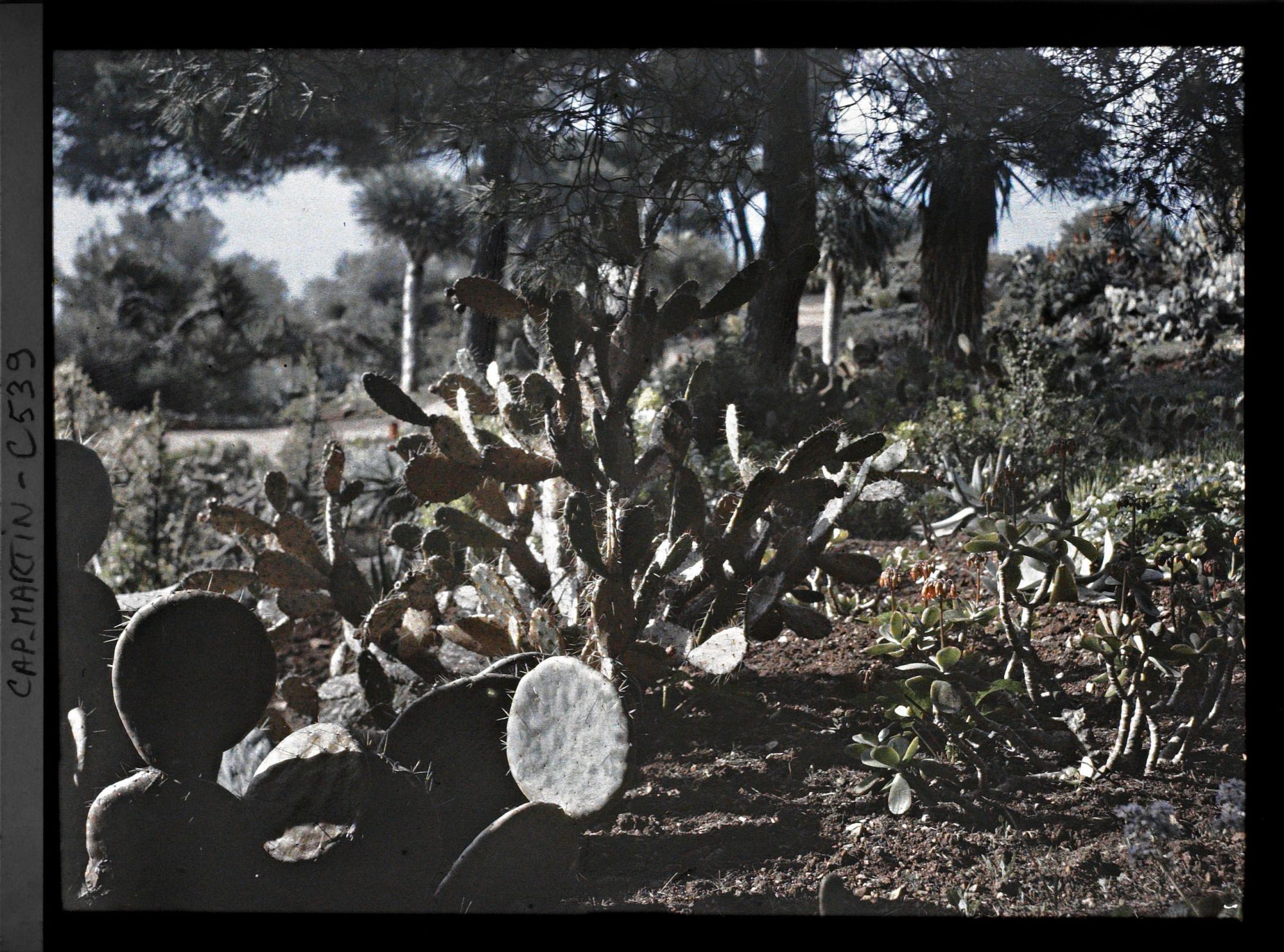 Image représentant Le jardin Partie africaine