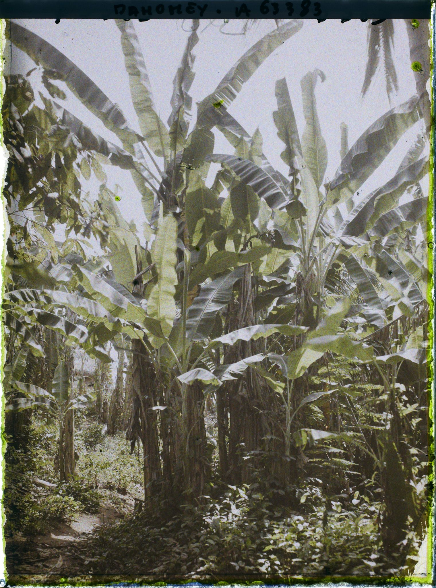 Image représentant Une bananeraie