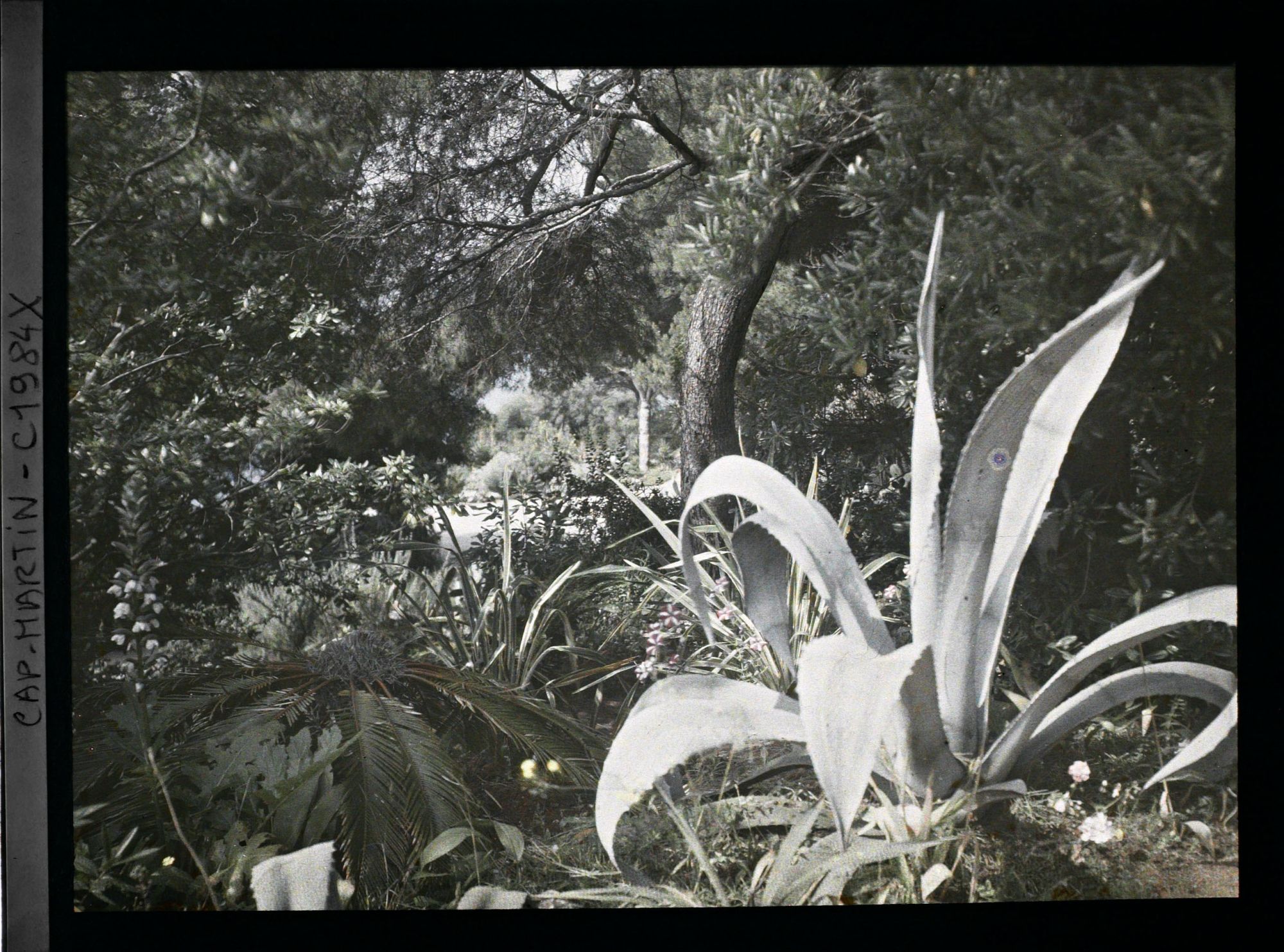 Image représentant Agave, acanthe en fleur, cycas et autres végétaux, au pied de pin et arbustes
