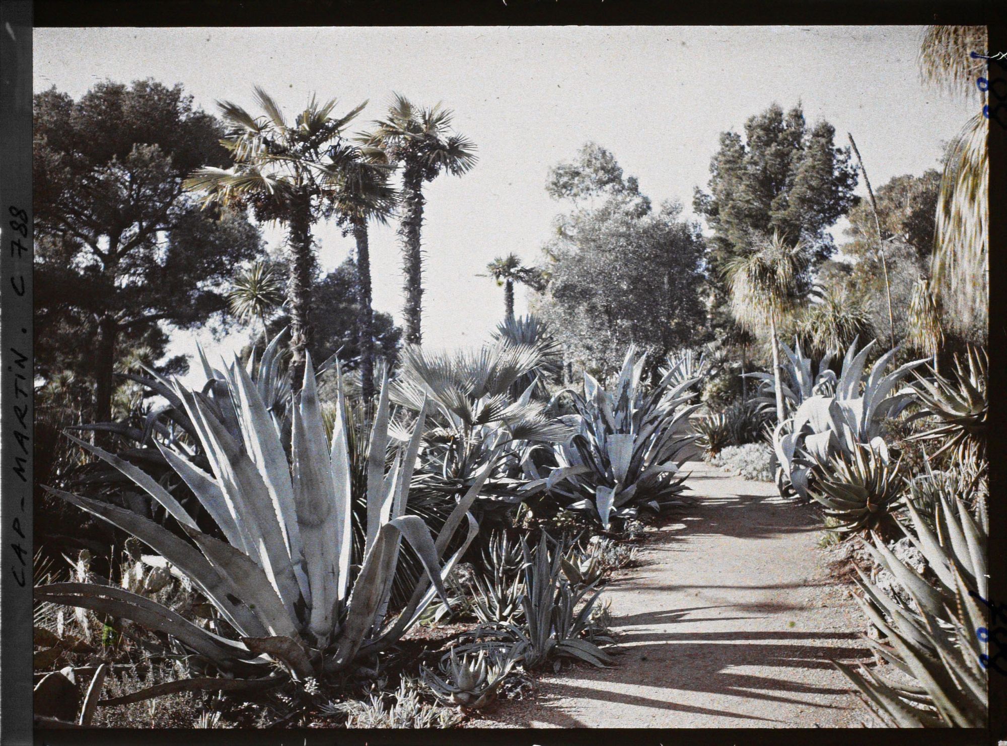 Image représentant le jardin allée des agaves